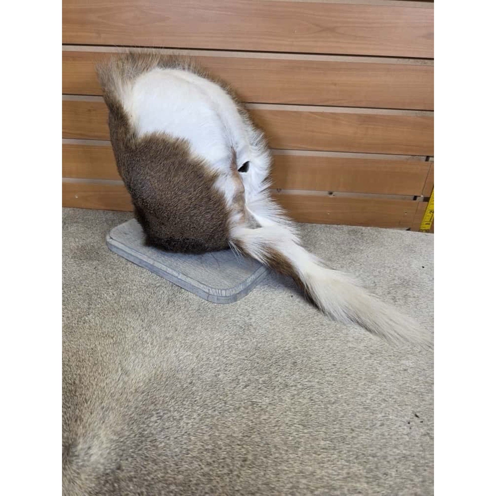 FHCM21 - Skunk Ape Table Top Pedestal Taxidermy Mount