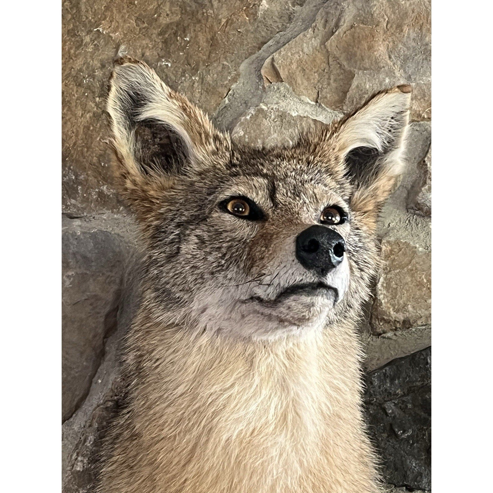 FHWL182 - Coyote Shoulder Museum Quality mount Taxidermy