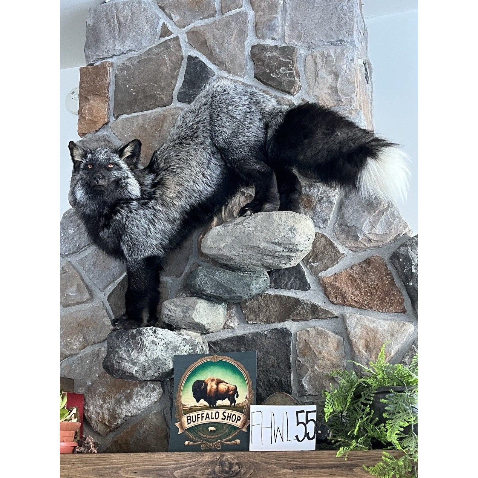 FHWL55 - Massive Silver Fox Taxidermy Full Body Mount