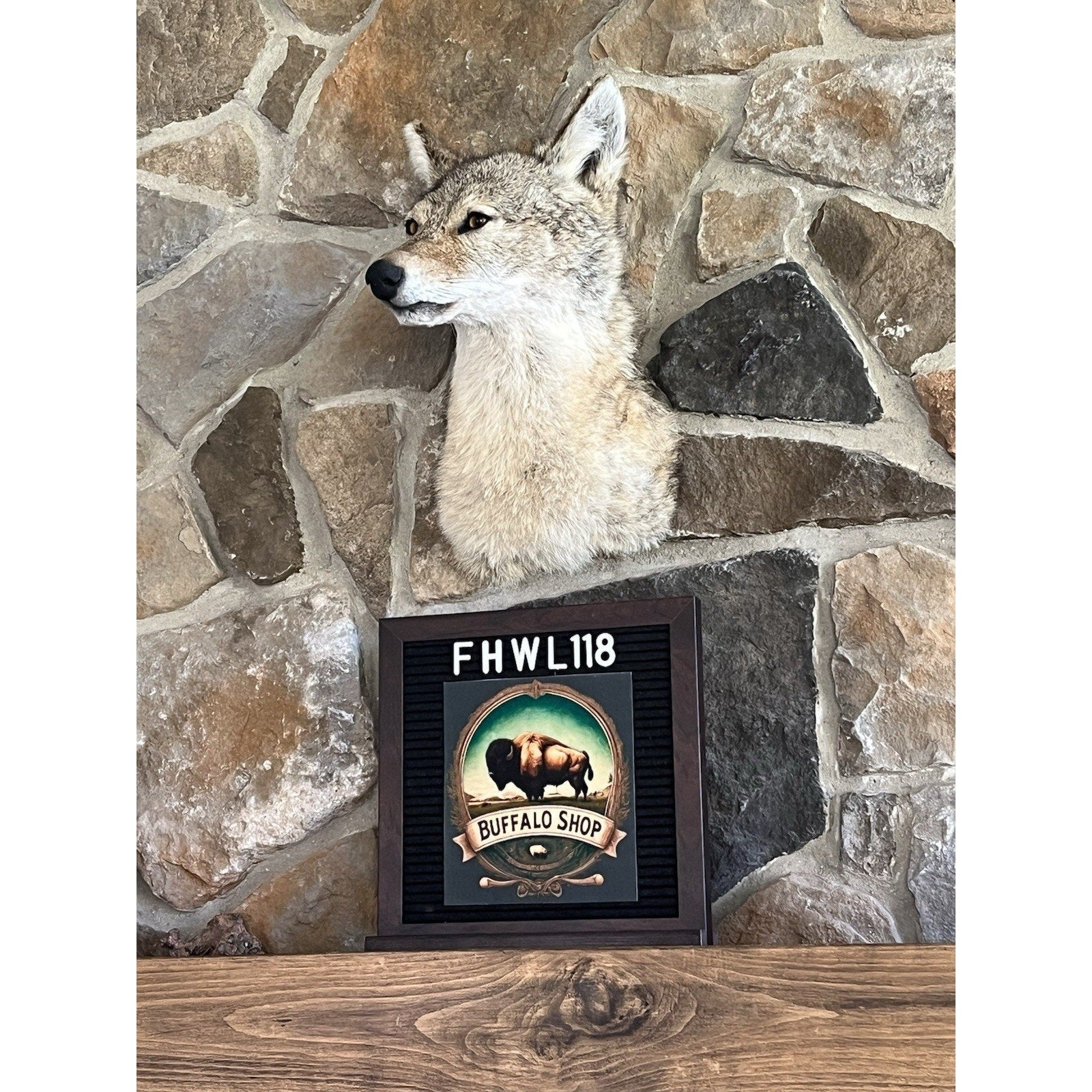 FHWL118 - Coyote Shoulder Museum Quality mount Taxidermy (slight Right)