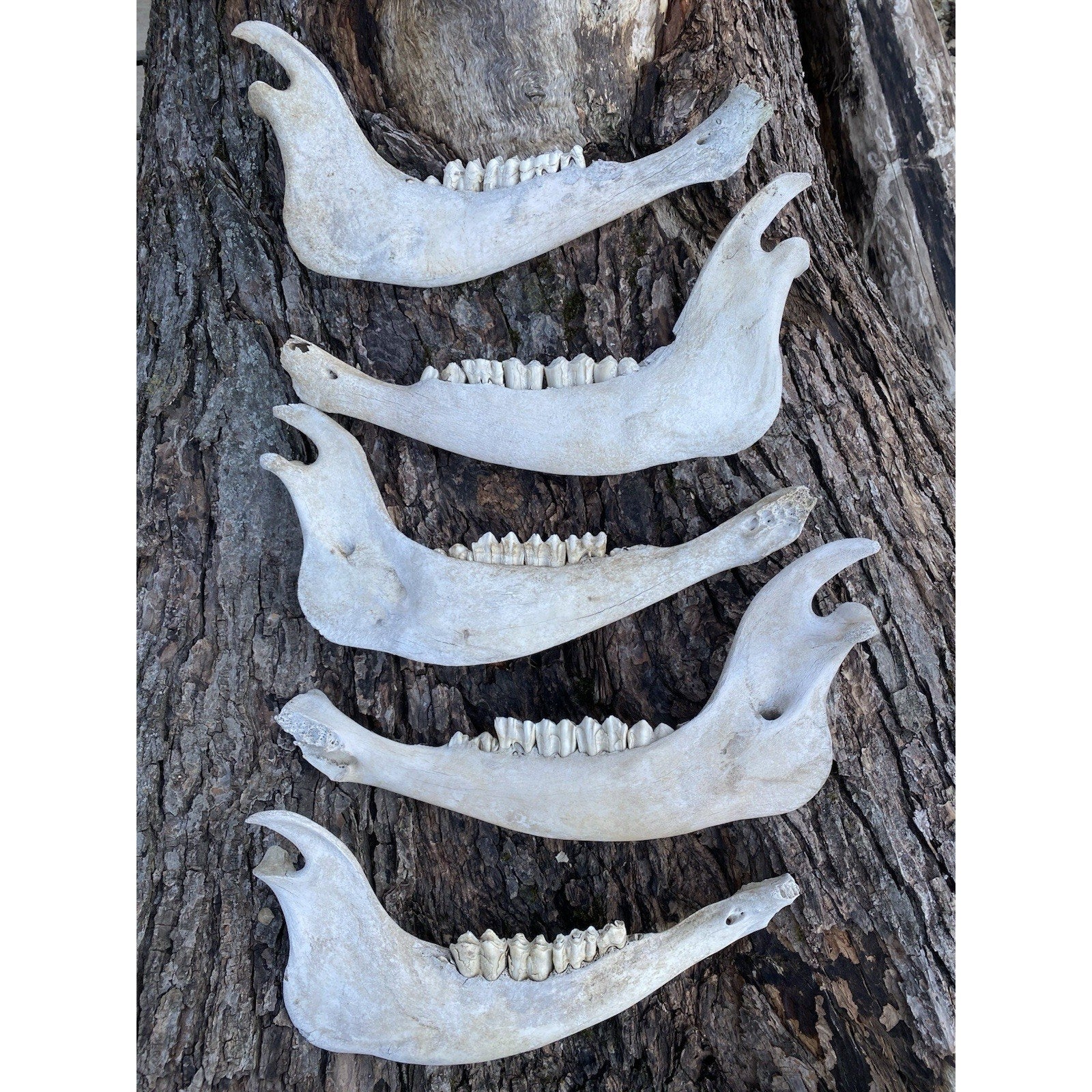 FHDAR738 - TAXIDERMY LARGE Buffalo/Bison JAW Bones Log Cabin 16"
