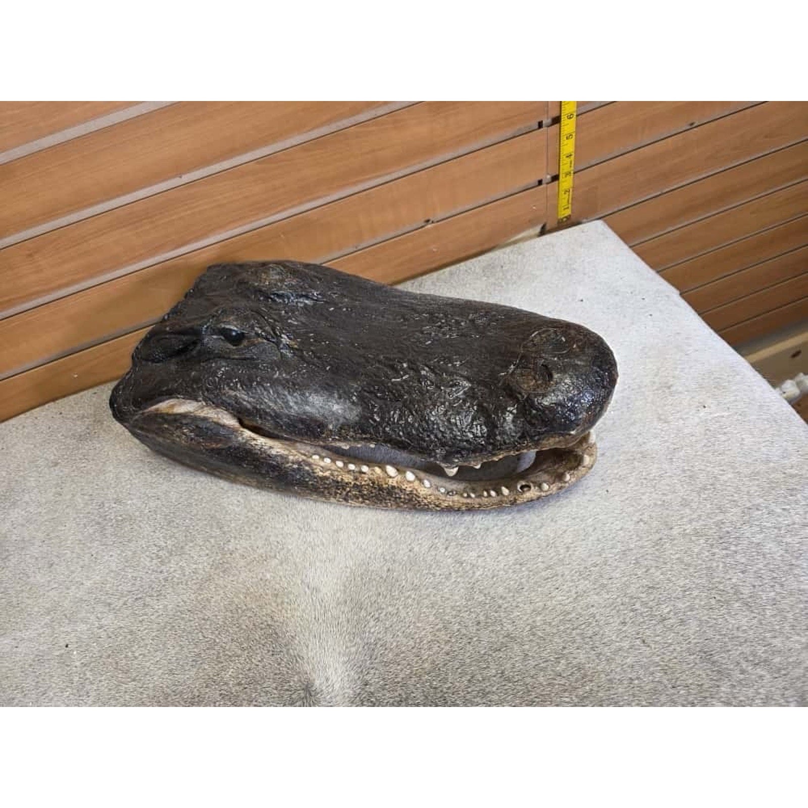 FHCM30 - XL Taxidermy Alligator Head 20”