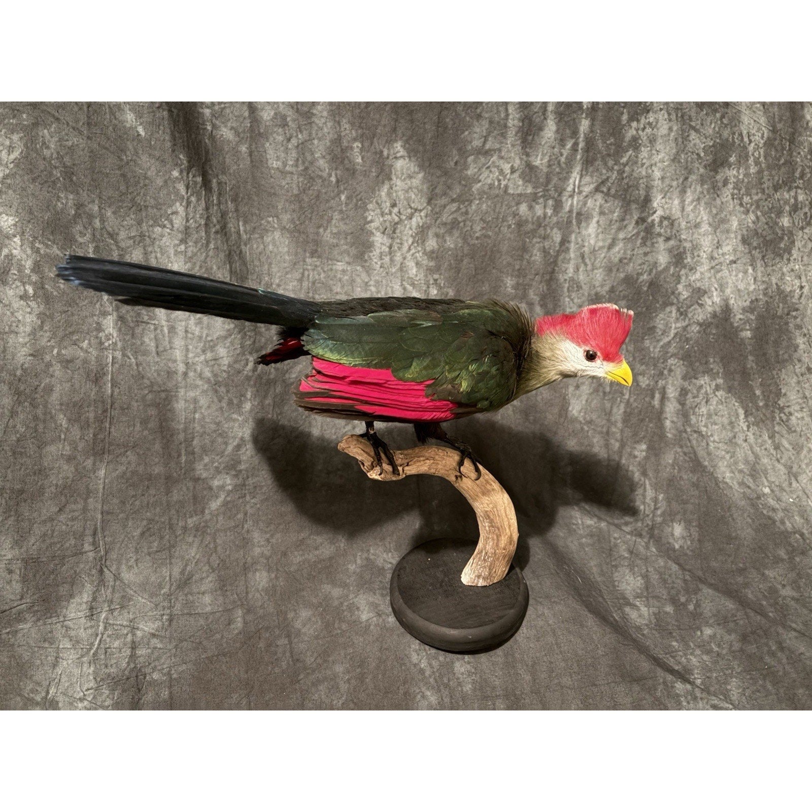 FHADA111 - Red-crested turaco Taxidermy Bird Mount