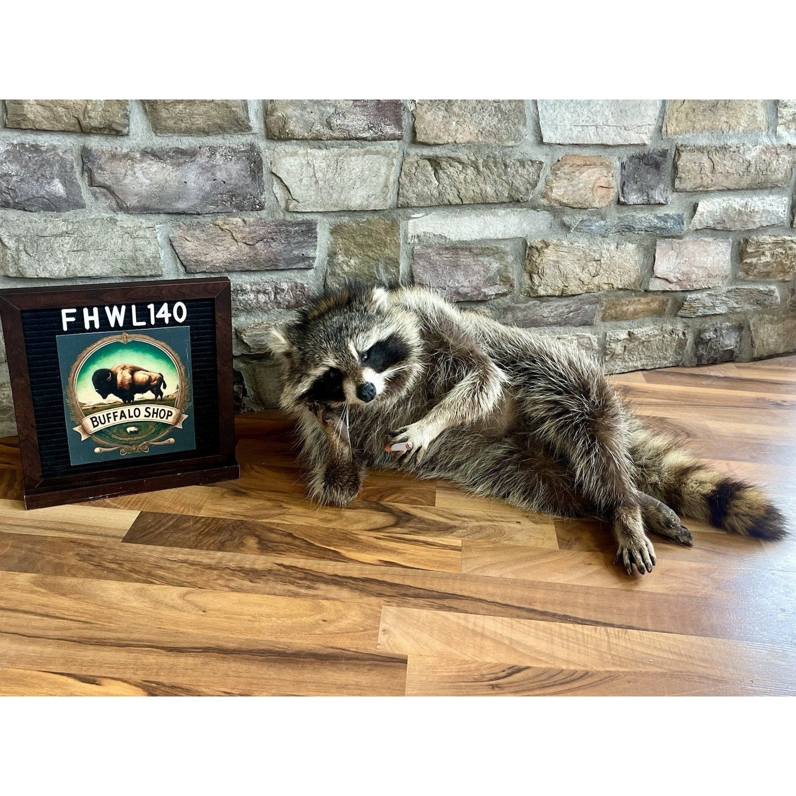 FHWL140- Fat Raccoon Taxidermy Mount