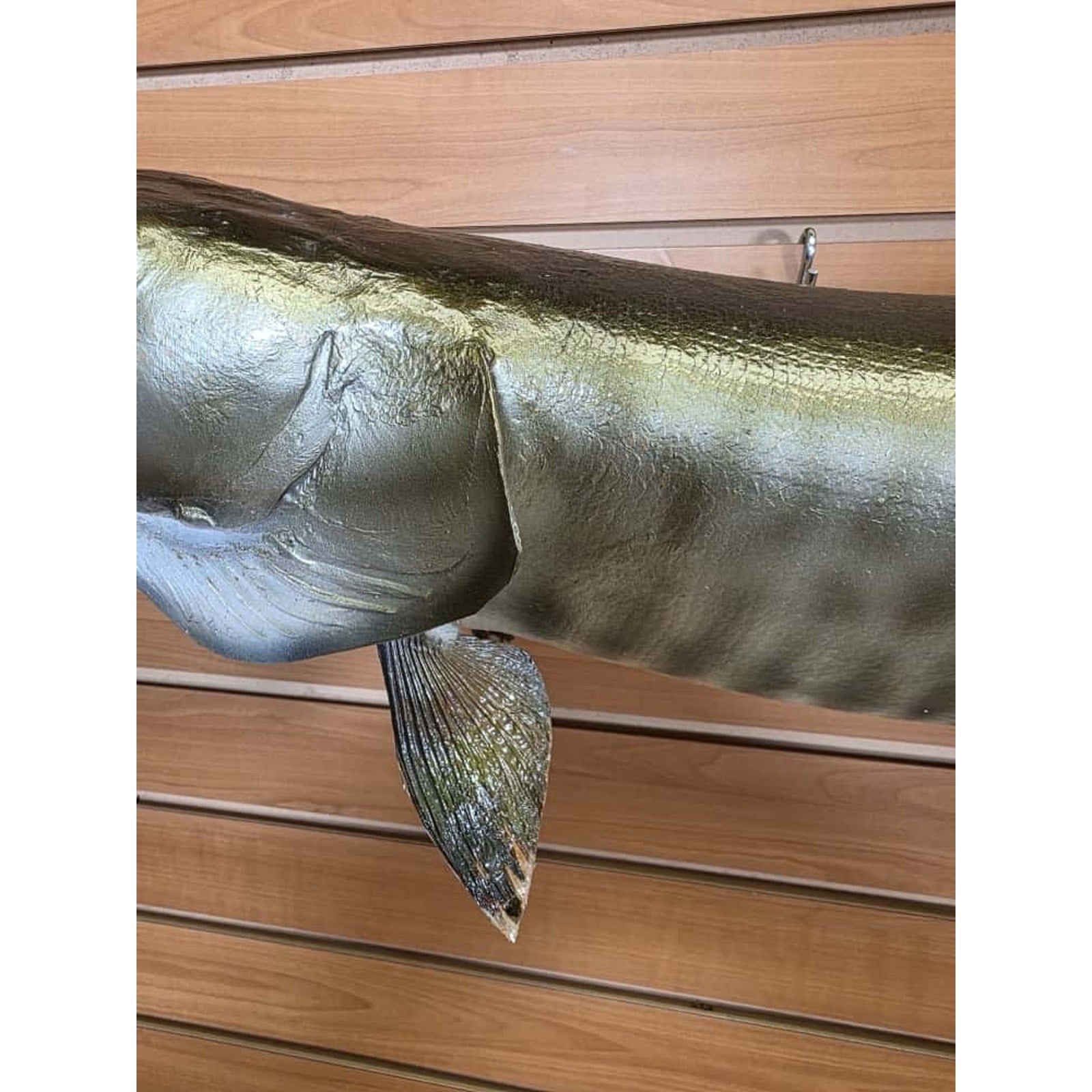 JTV228 - Real Skin Muskie Fish Taxidermy Mount 40”