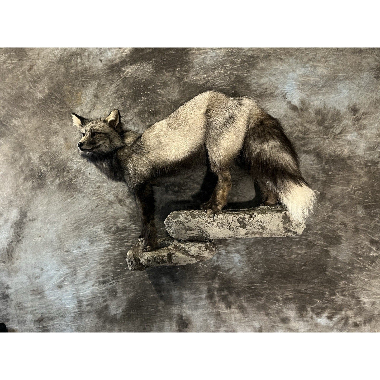 FHWL31 -museum Quality Cross Fox Taxidermy mount