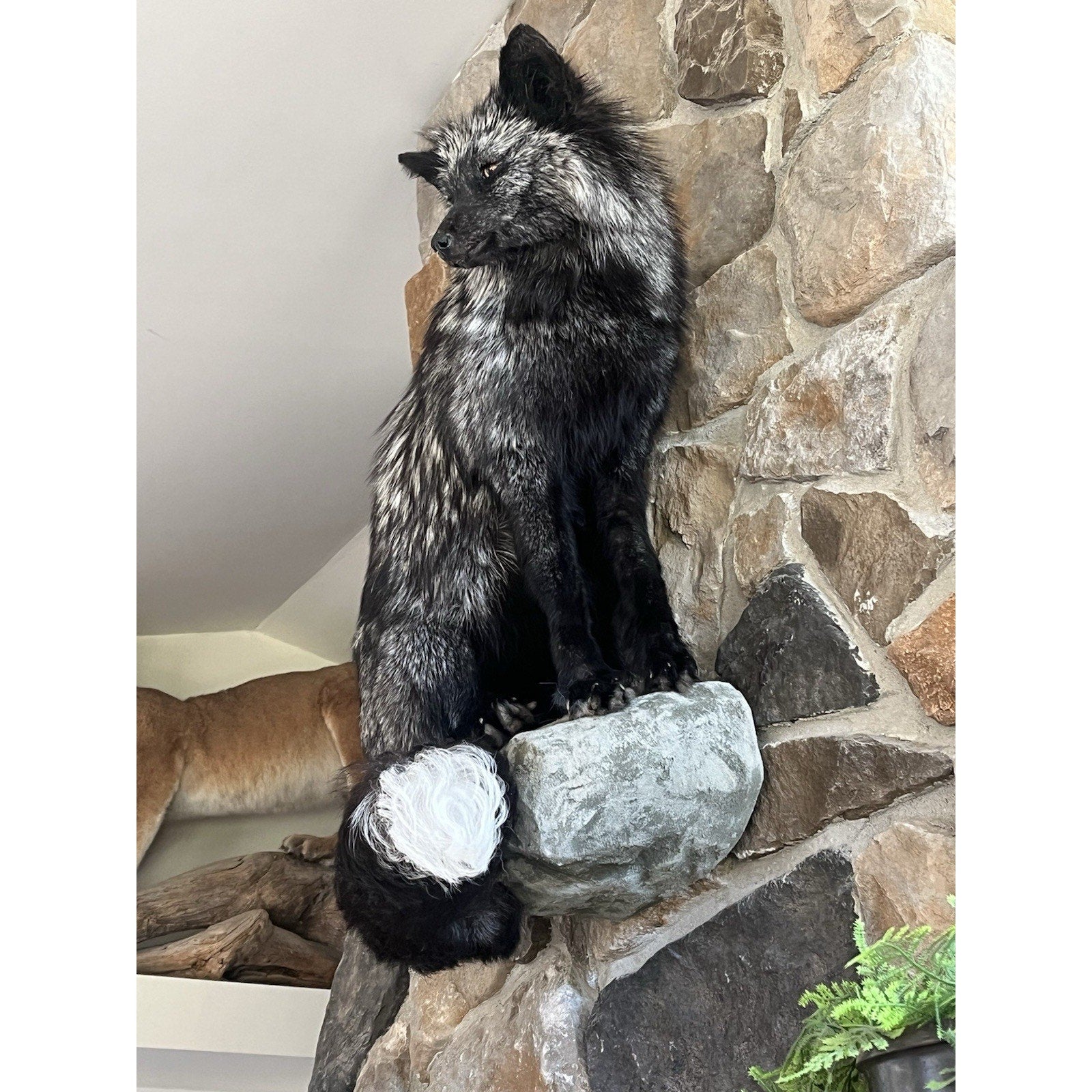 FHWL8 - Massive Silver Fox Taxidermy Full Body Mount
