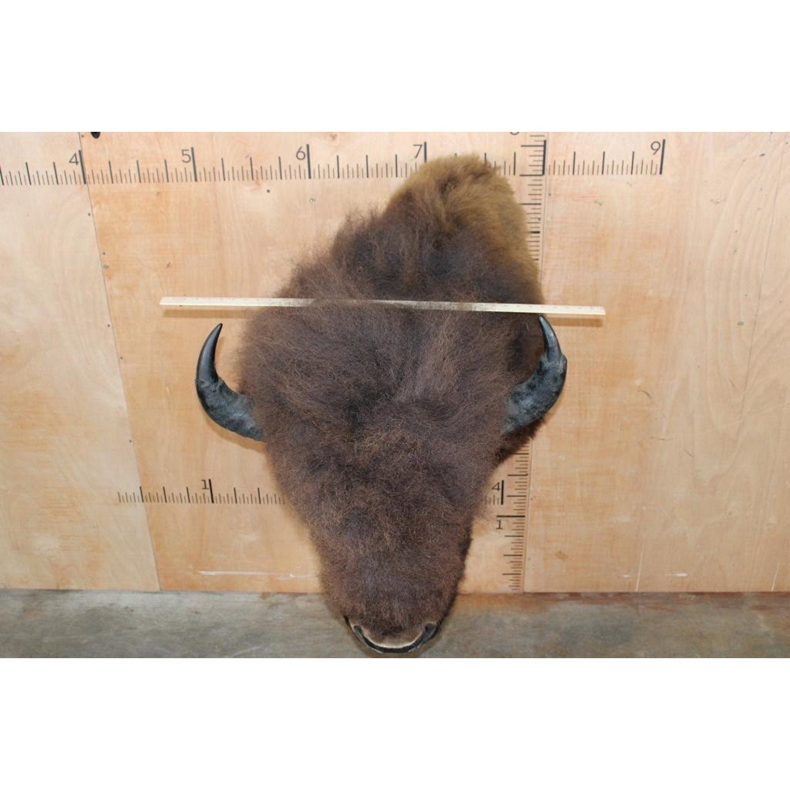 FHBRENT1 - XXL BISON Shoulder Mount Taken in the Northwest Territory (Canada)