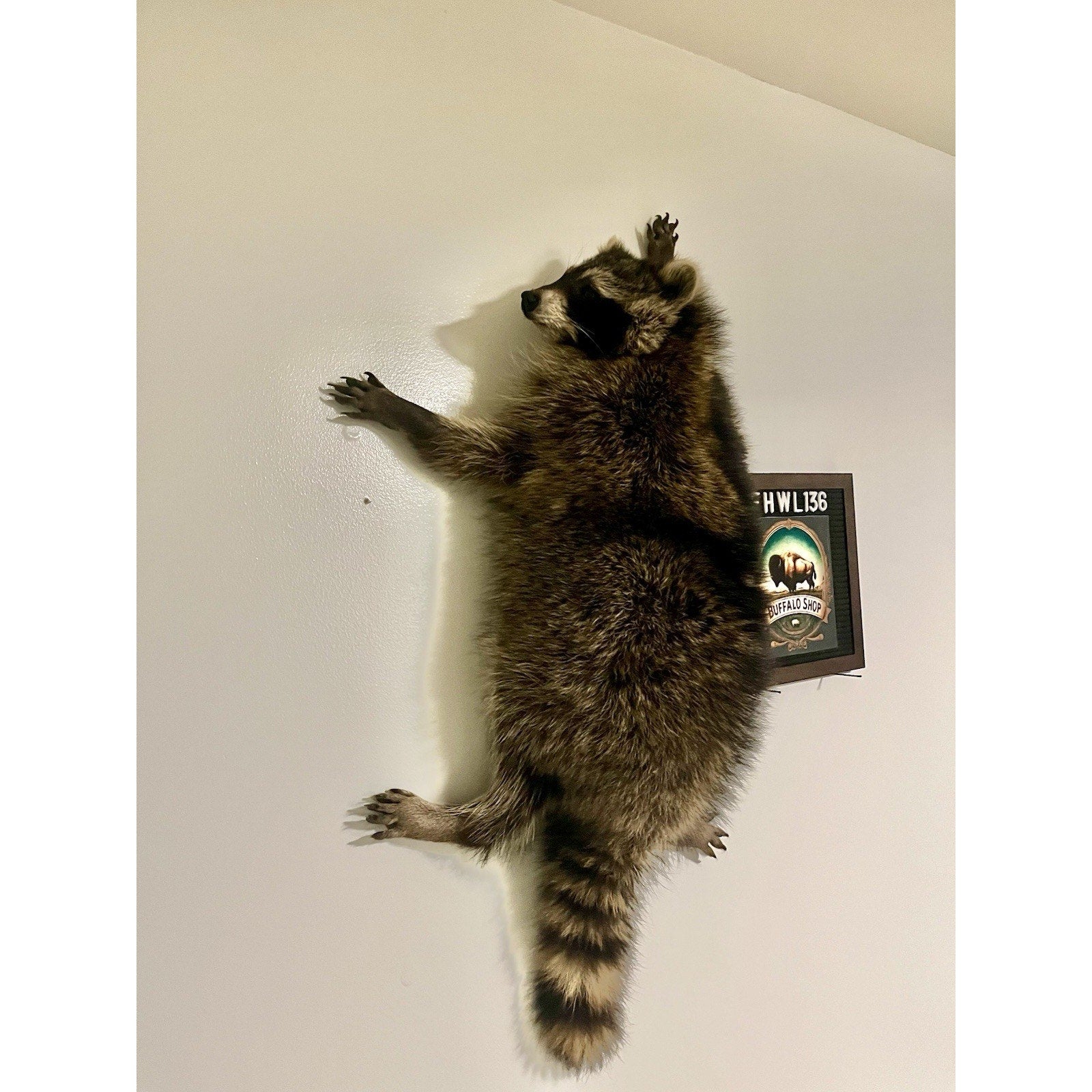 FHWL136 - Fat Raccoon Taxidermy Mount