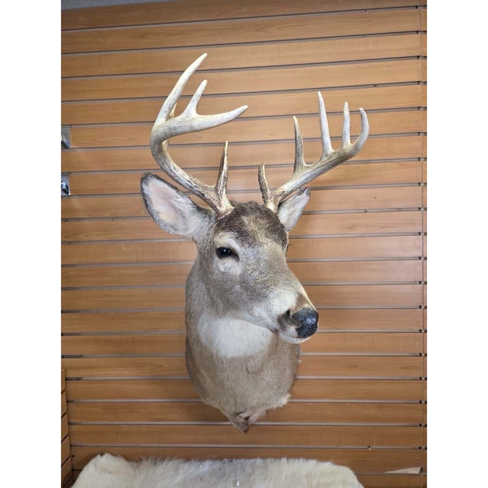 FHMN8 - Whitetail Deer Real Antler Deer Taxidermy Mount