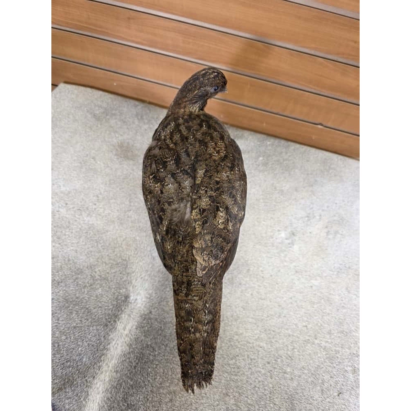 JTV252 - Temminck Tragopan hen Taxidermy Mount