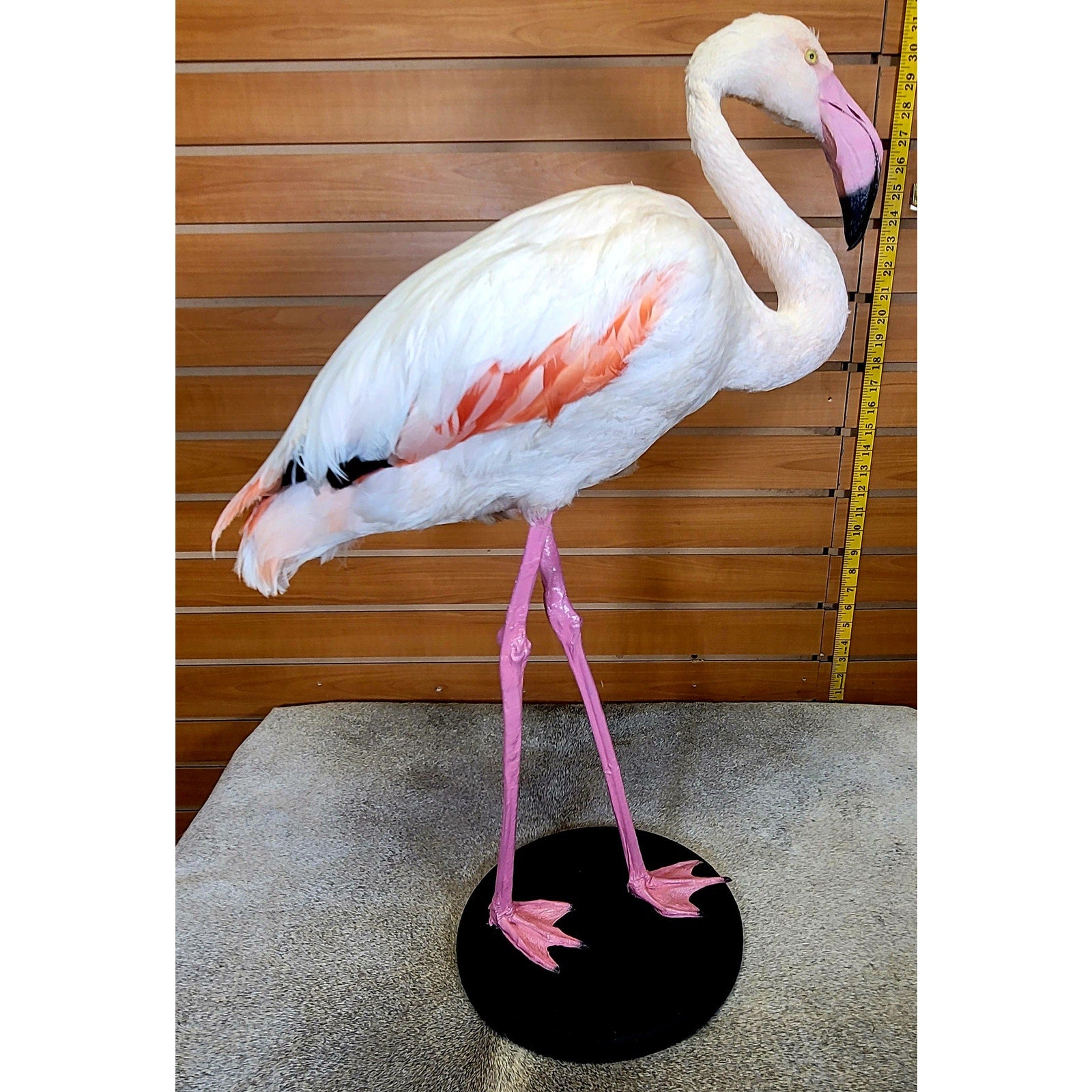 FHFLA302- Chilean Flamingo Lifesize Taxidermy Mount