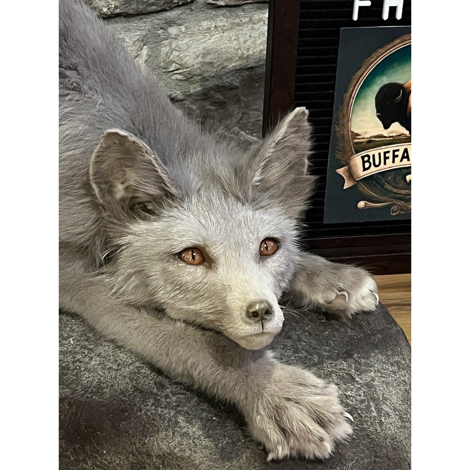 FHWL70 - Ranch Fox Pup Taxidermy Full Body Mount