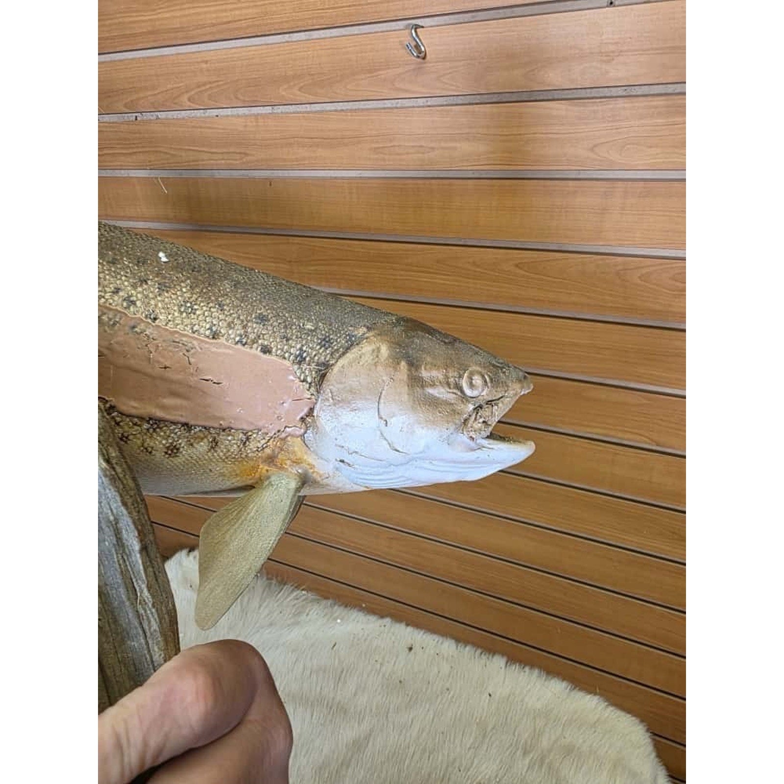 JTV216 - Real Skin Trout Fish Taxidermy Mount 21”