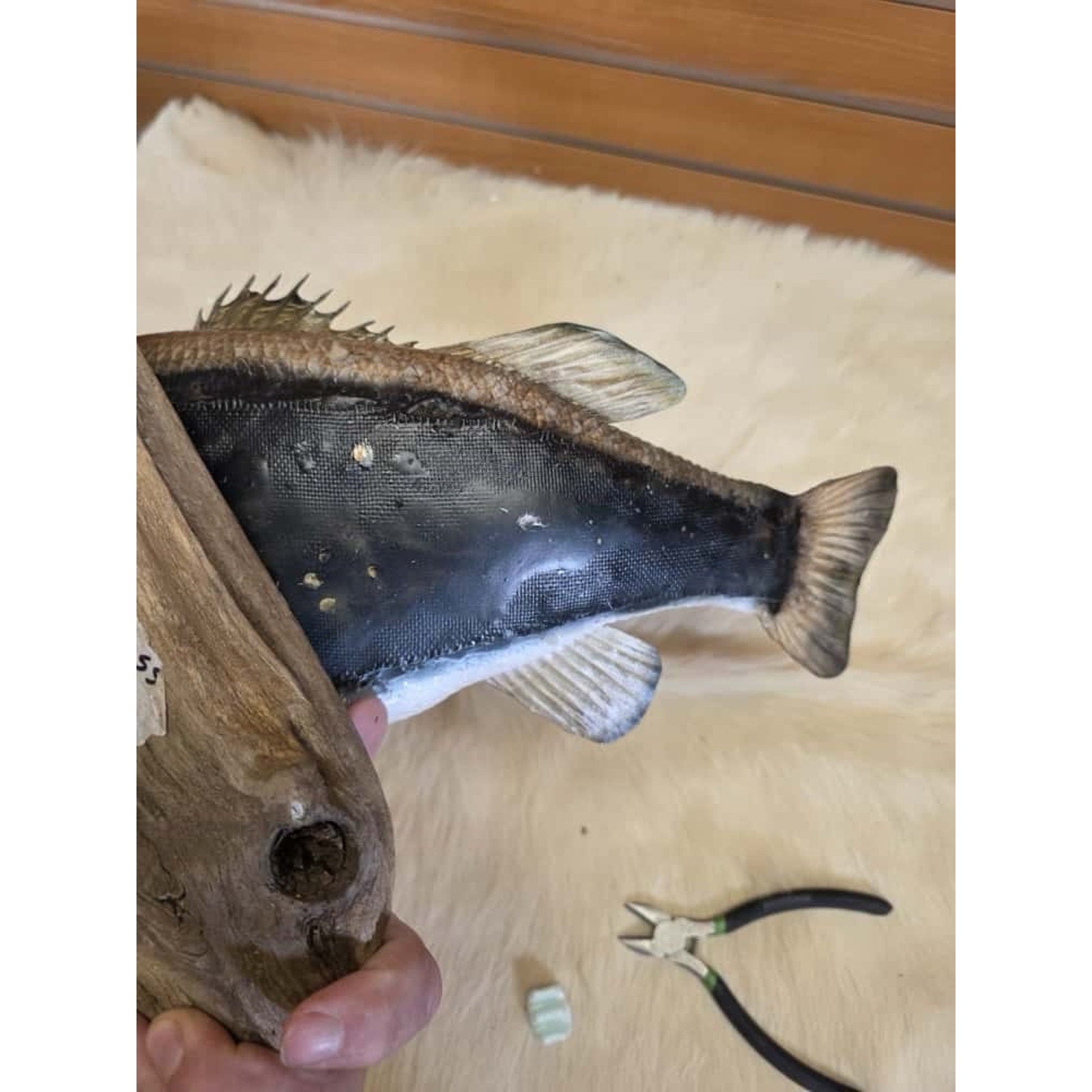 JTV215 - Real Skin Largemouth Bass Fish Taxidermy Mount 21”