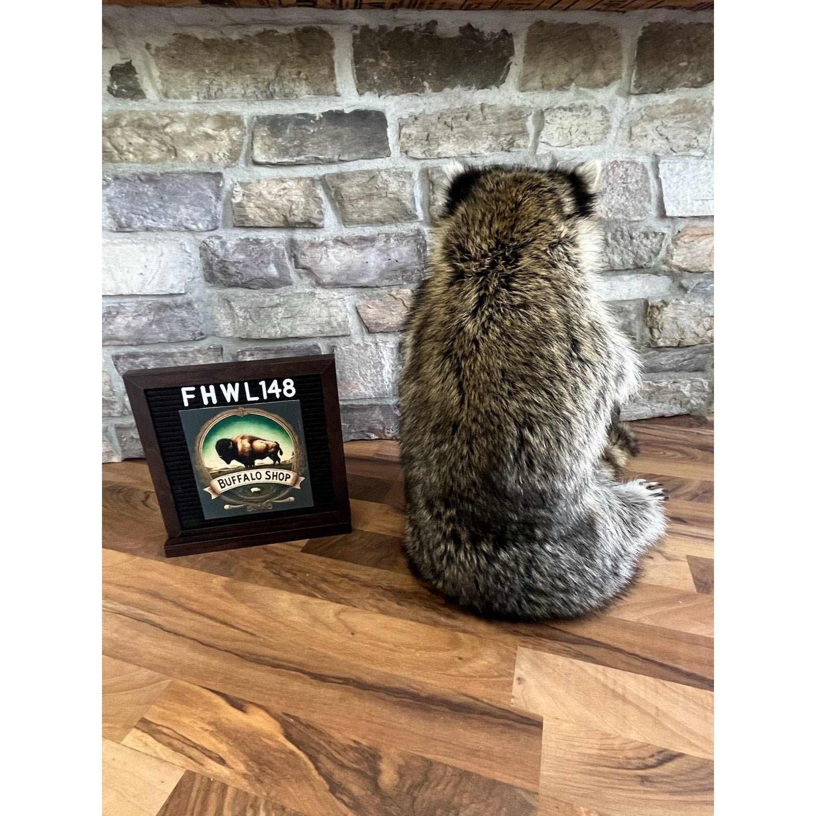 FHWL148- Fat Raccoon Taxidermy Mount