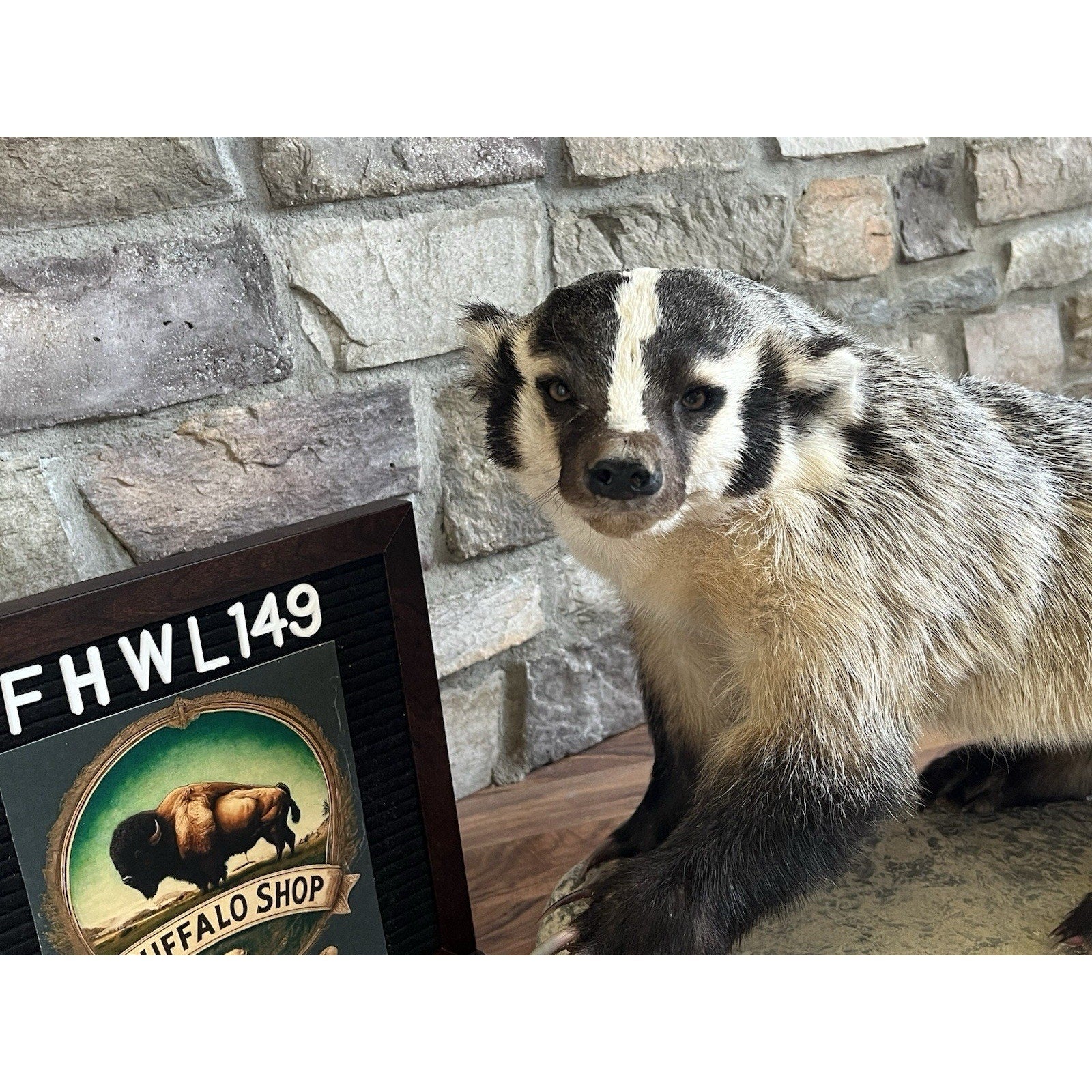 FHWL149- Fat Badger Taxidermy Mount