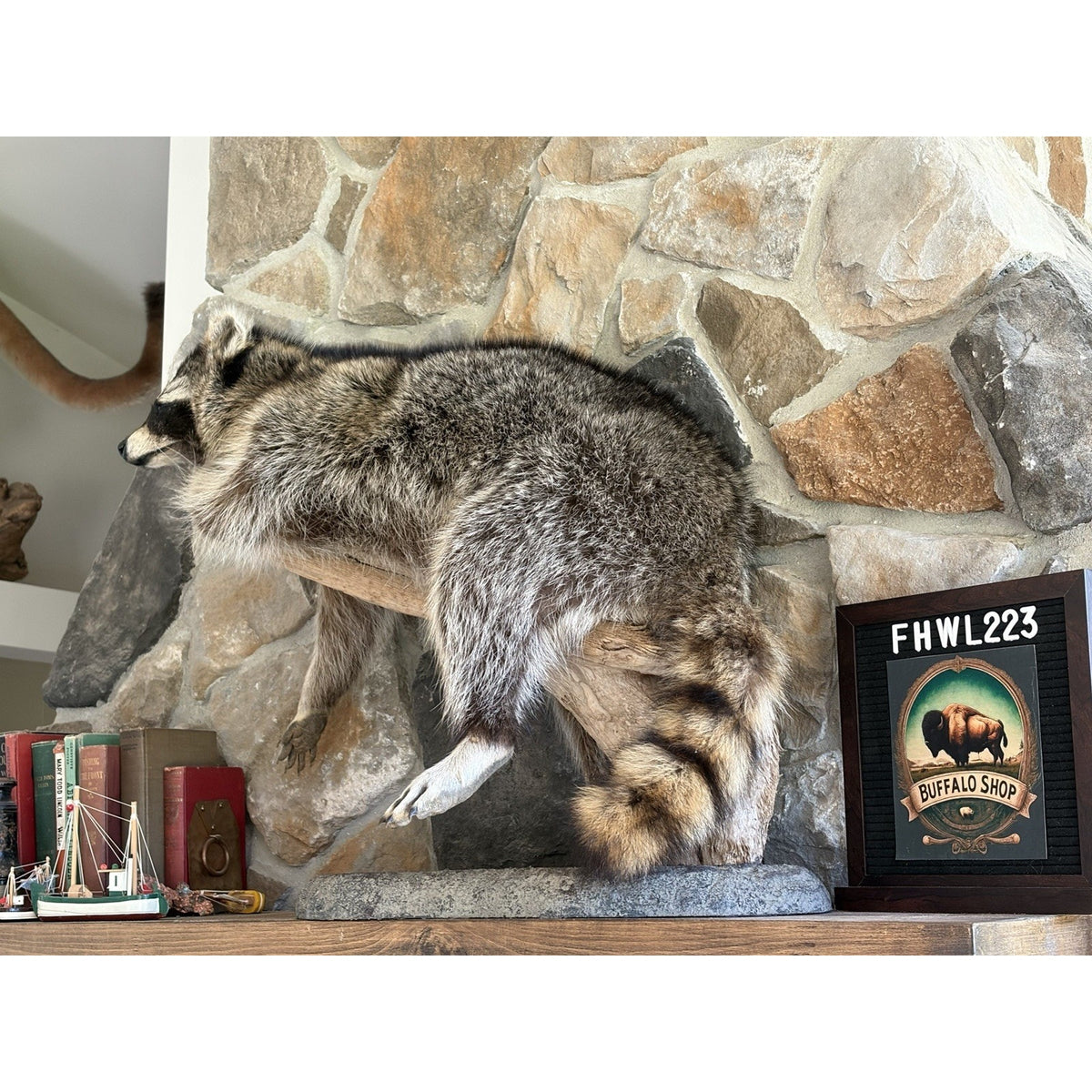 FHWL223 -premium Fat Raccoon Taxidermy Mount