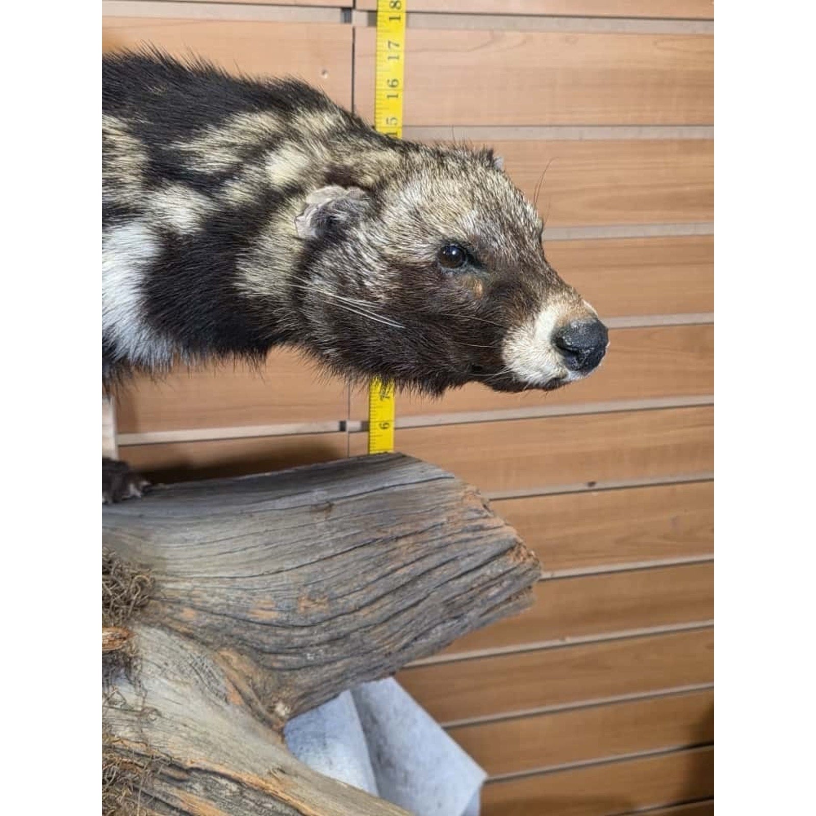 FHCM55 - African Civet Full Body Taxidermy Mount