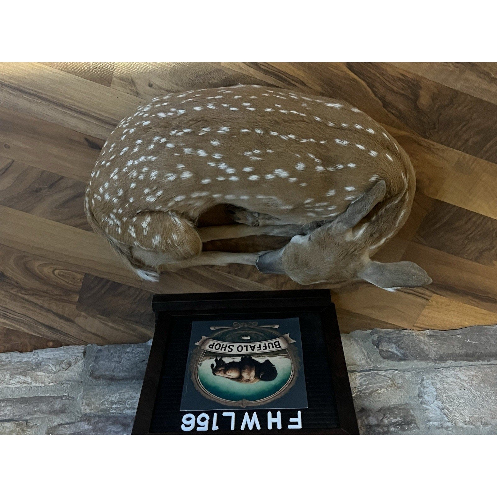 FHWL156 - Fawn Lifesize Taxidermy Mount Free Standing