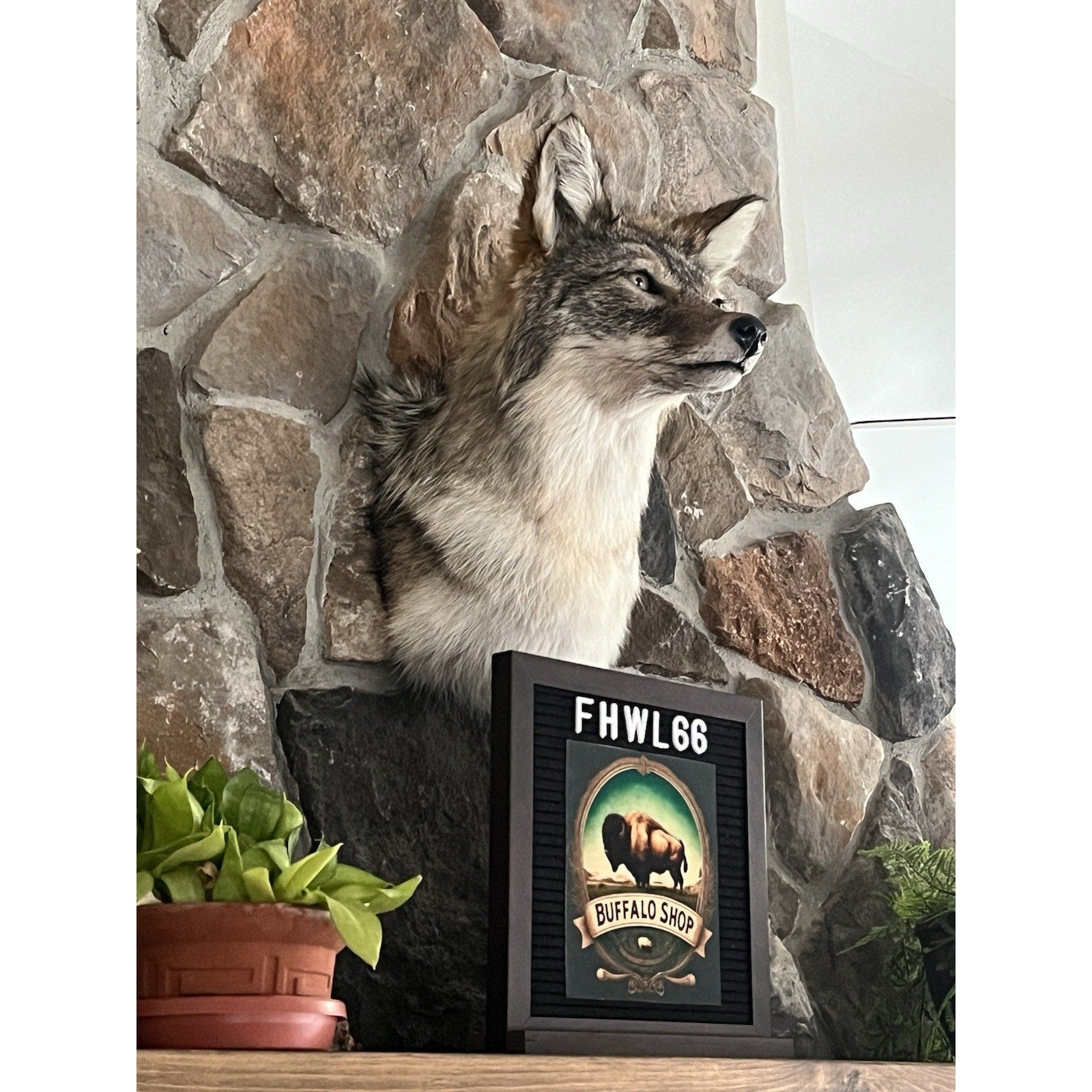 FHWL66 - Coyote Shoulder Museum Quality mount Taxidermy