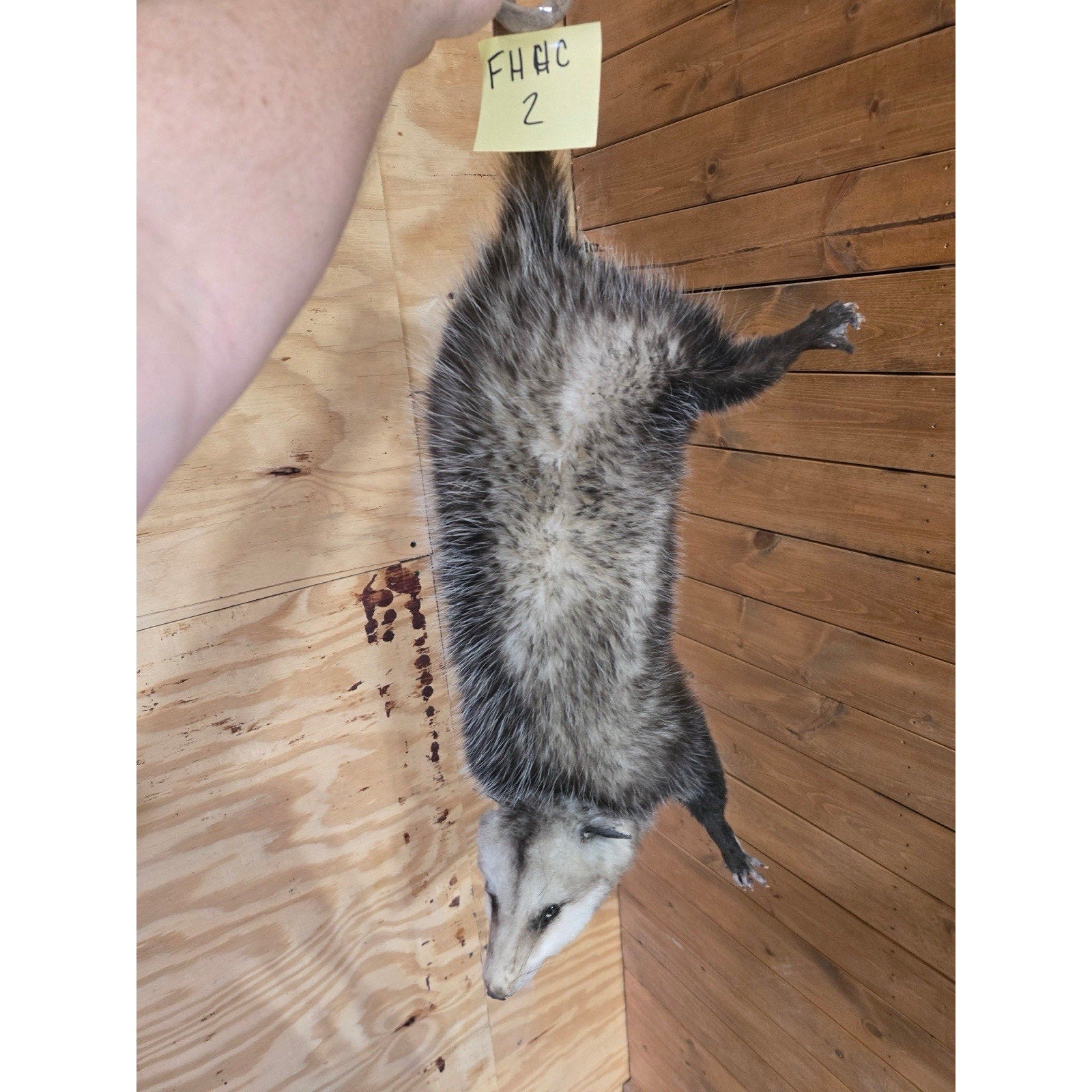 FHHCO2 - Hanging Opossum Full Body Taxidermy Mount