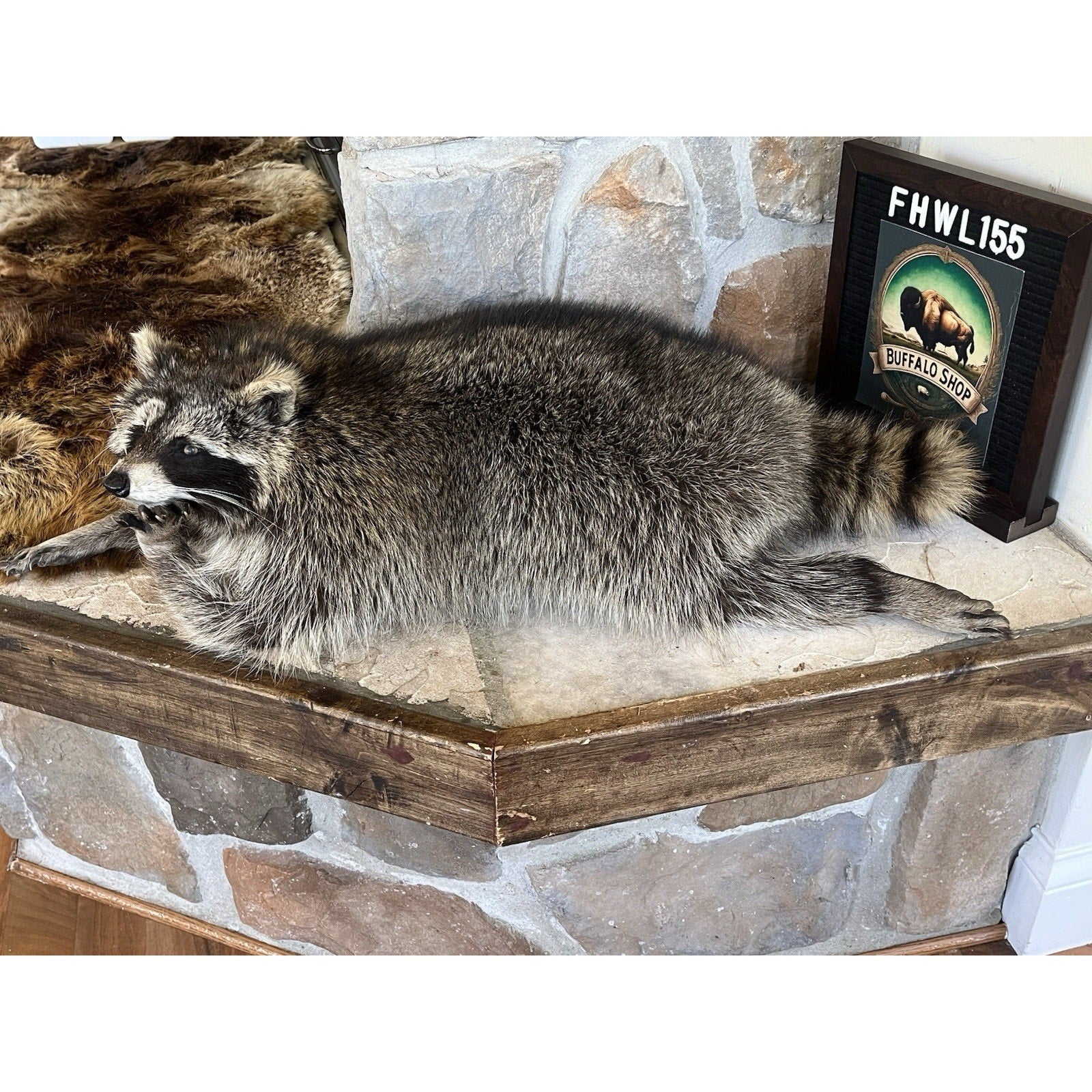 FHWL155 - Real Fat Raccoon Taxidermy Mount