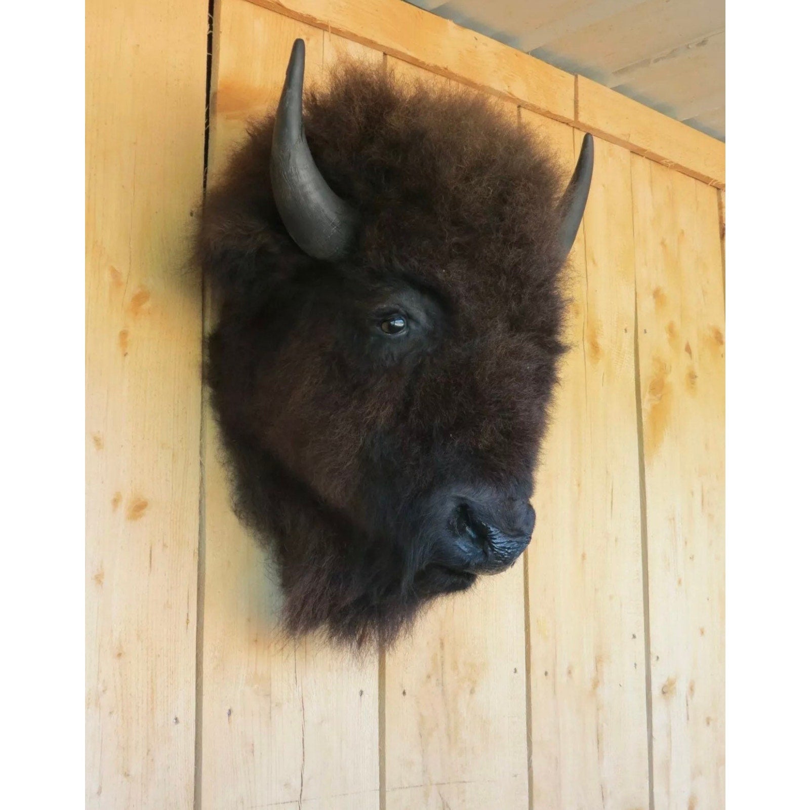FHDAR818 - Real Buffalo / Bison Head Taxidermy Mount New Neck Mount