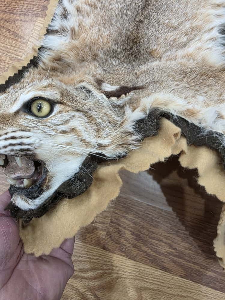 Fh63885 -TAXIDERMY BOBCAT RUG MOUNT 42" LONG