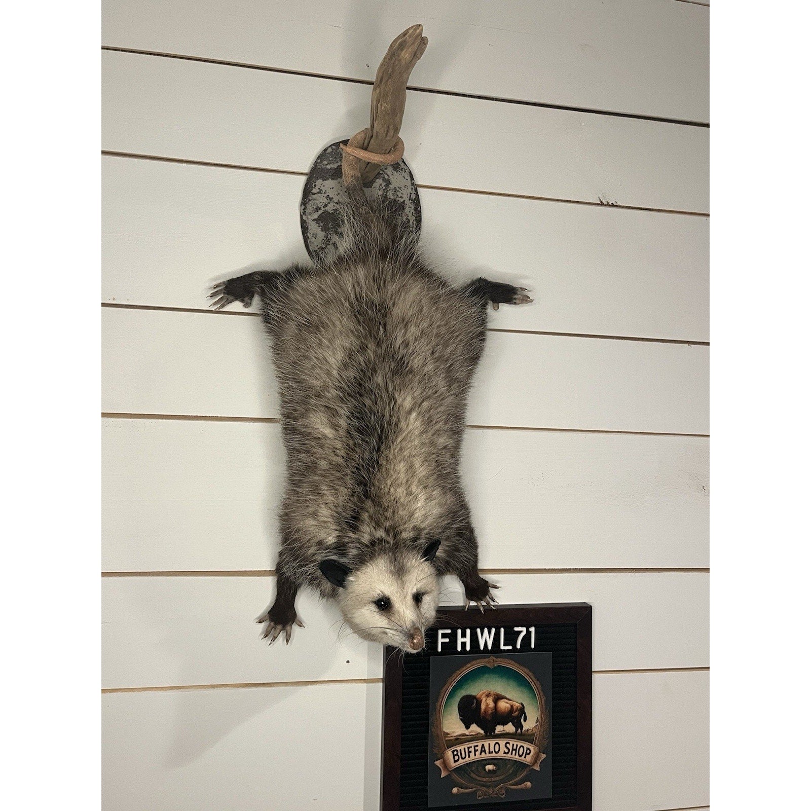 FHWL71 - Fat Opossum Hanging Taxidermy Full Body Mount