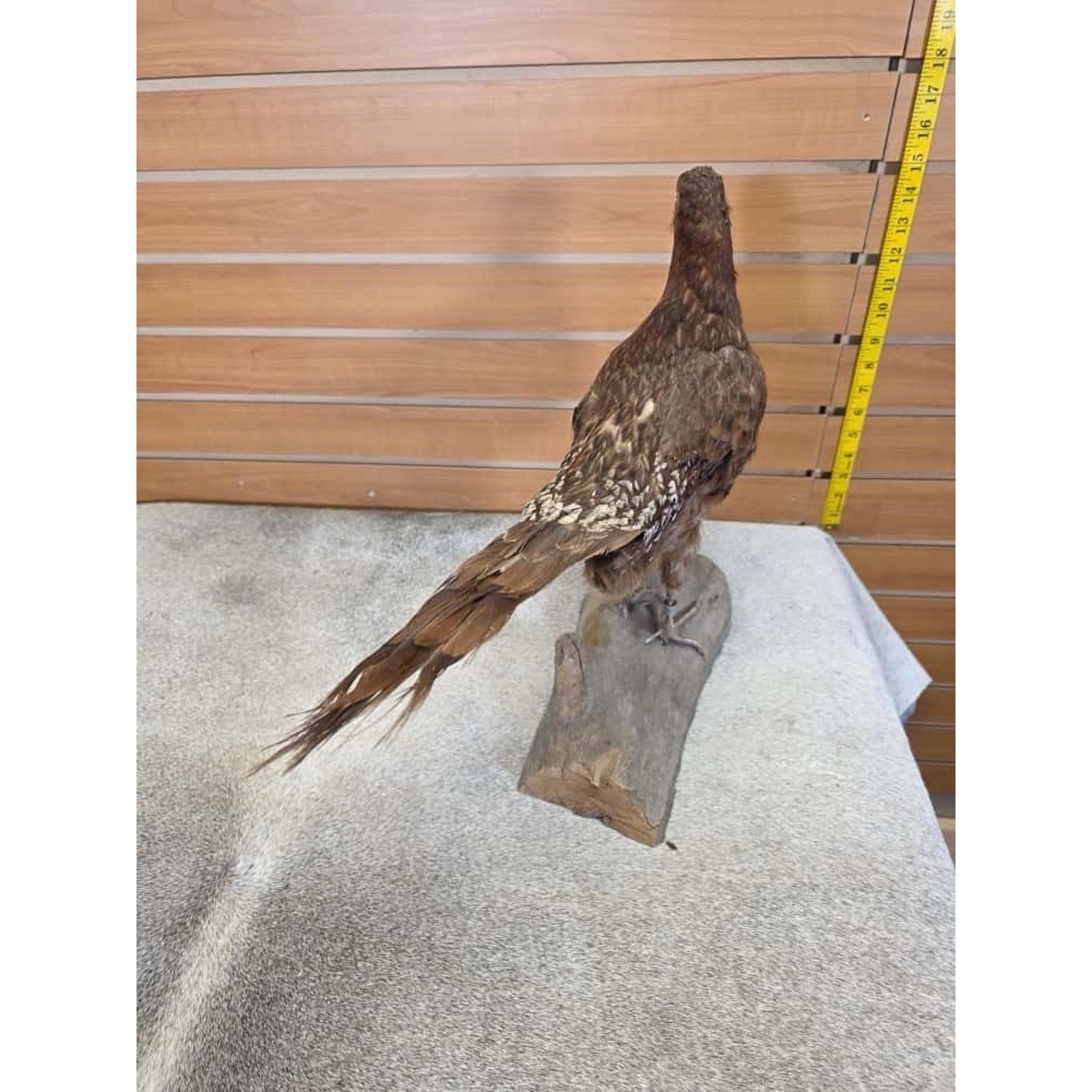 JTV244 - Copper Pheasant Bird Taxidermy Mount