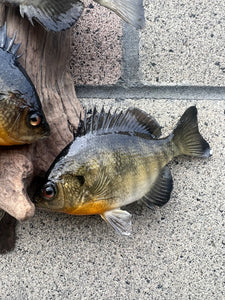 Beautiful Sunfish Fish Taxidermy Wall Mount Art Wildlife
