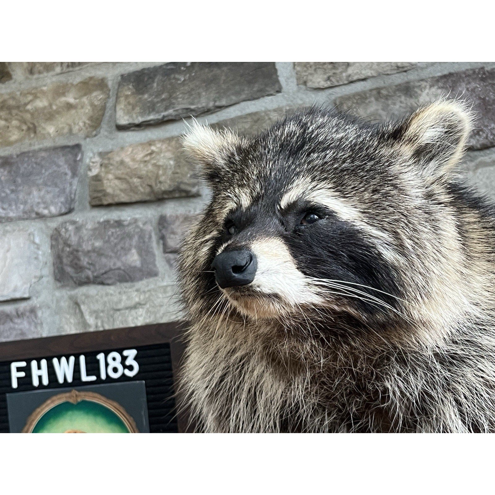 FHWL183-Jimothy Fat Raccoon Taxidermy Mount