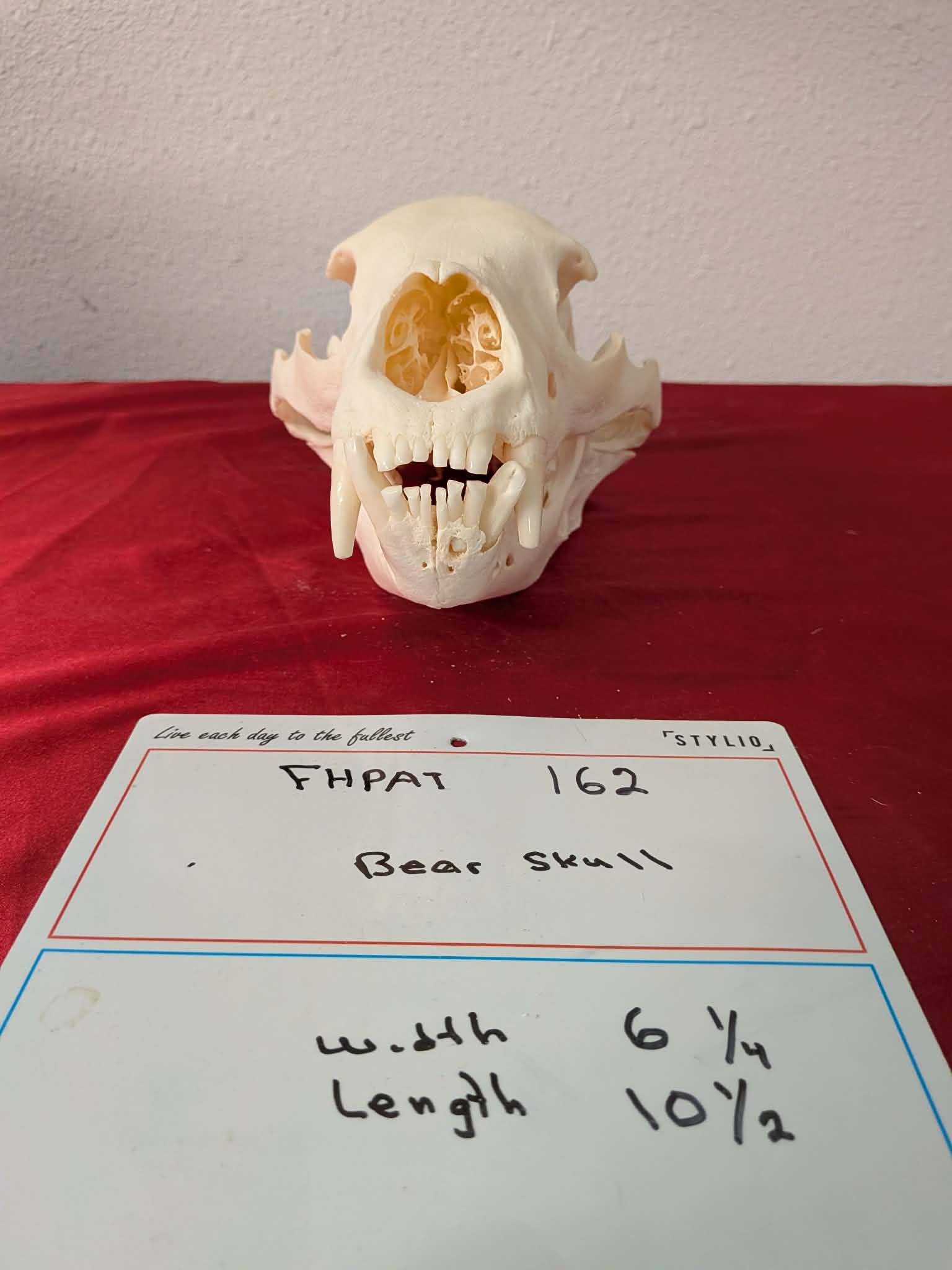 FHPAT162 -professionally cleaned black bear skull