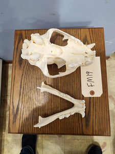 Cougar Skull