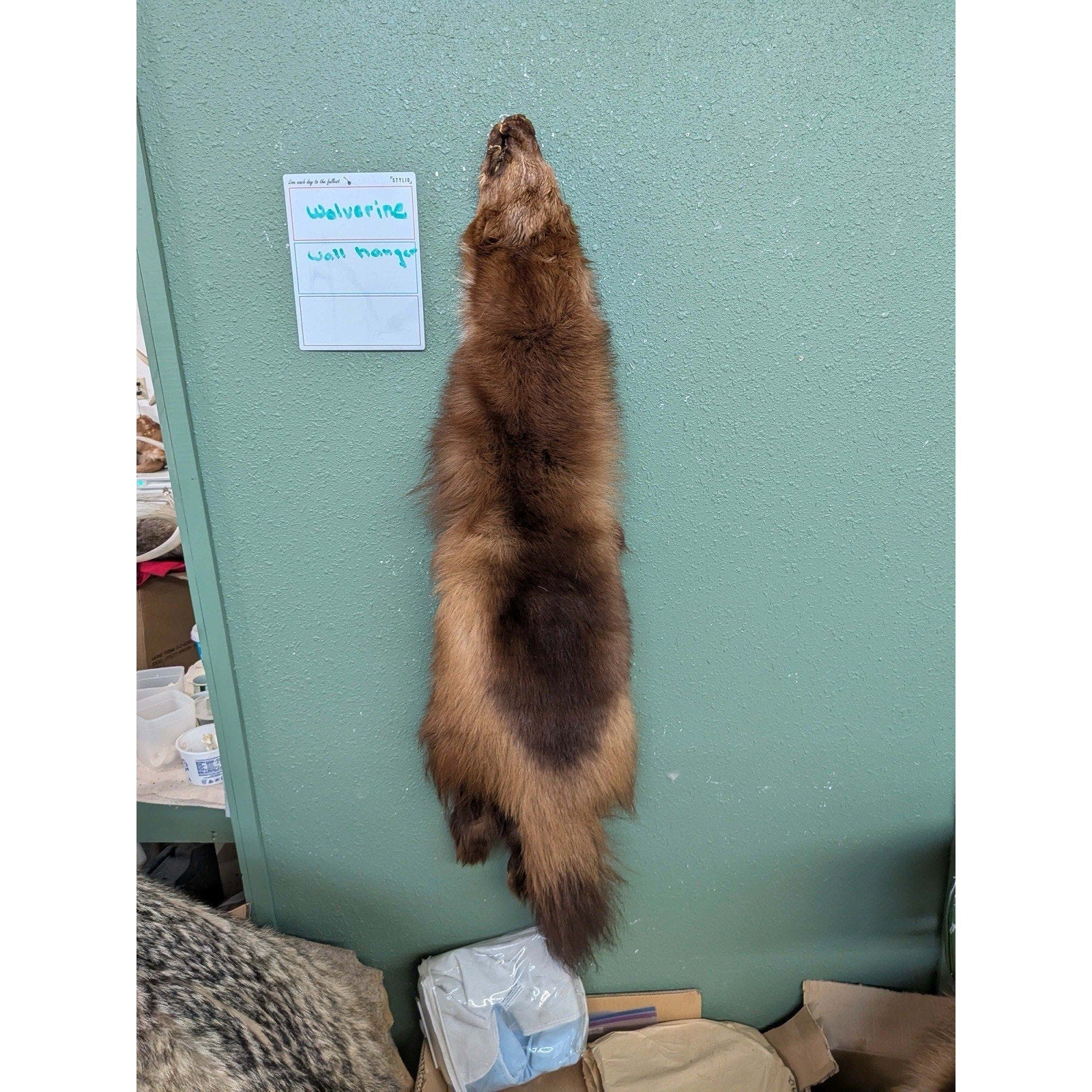 FHPATWOL2 - Wolverine Wall Hanger NiceFur