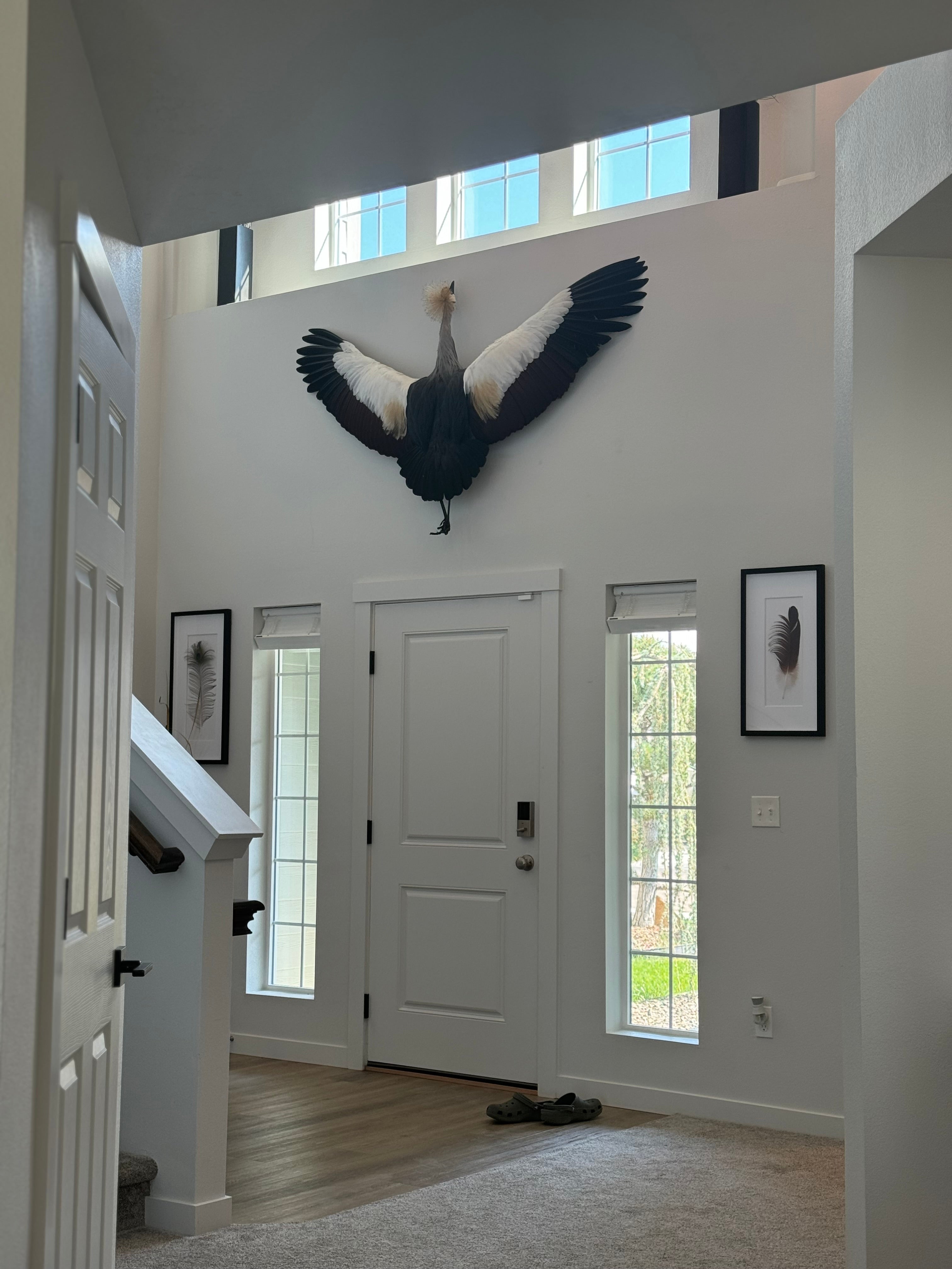 FH1598-Museum Quality GREY-CROWNED CRANE TAXIDERMY BIRD MOUNT FLYING POSE