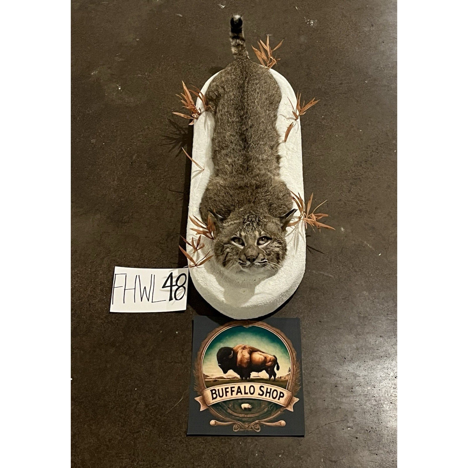 FHWL48 - Bobcat Taxidermy Full Body Mount In Snow.