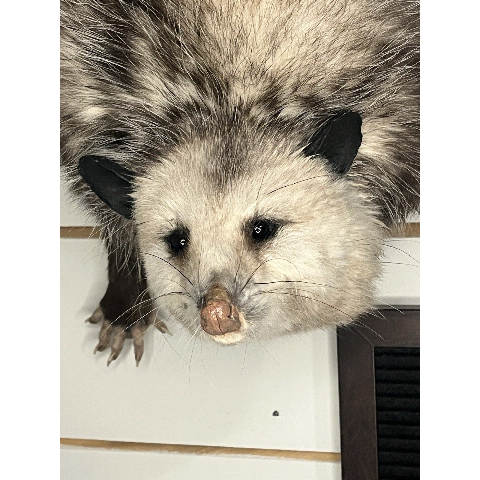 FHWL71 - Fat Opossum Hanging Taxidermy Full Body Mount