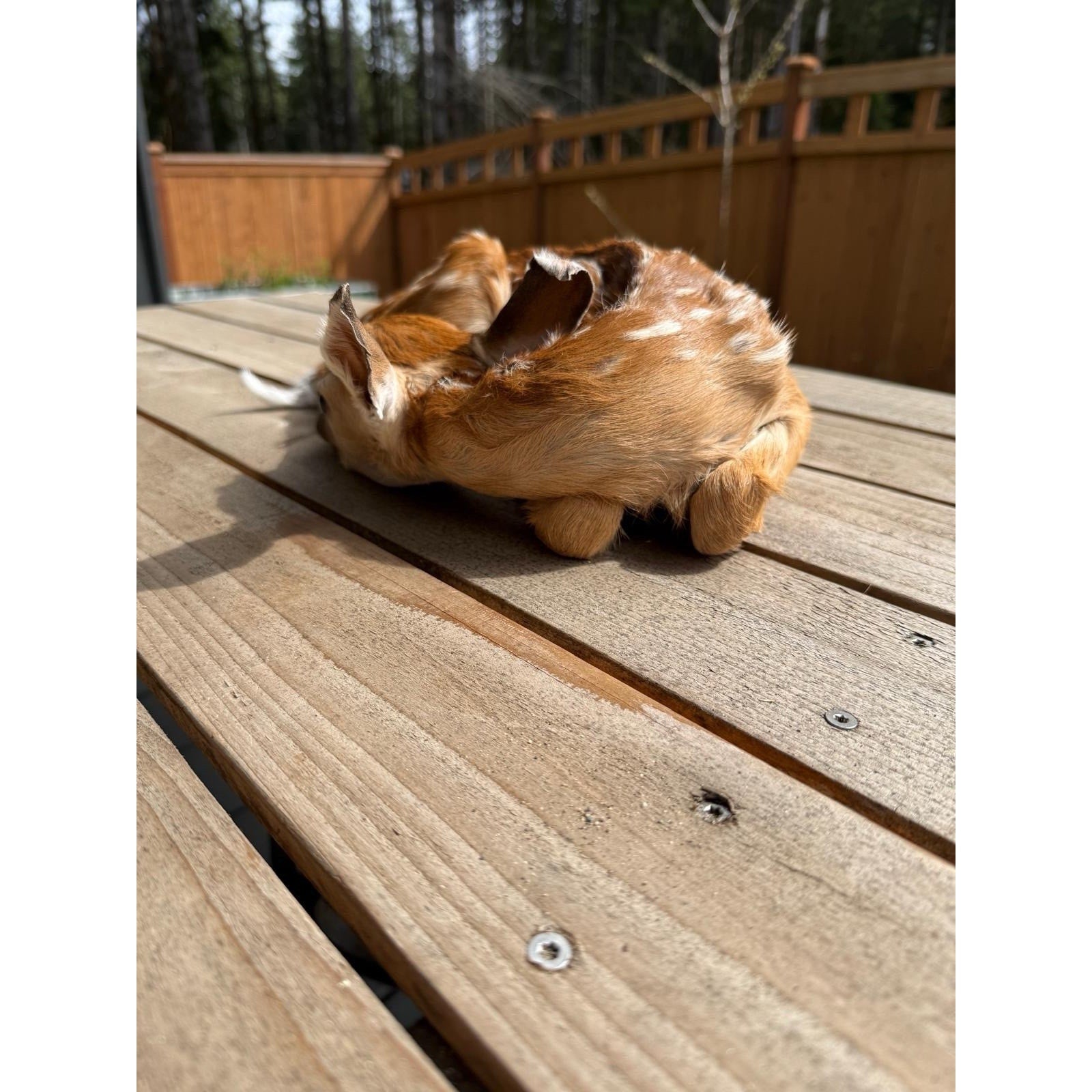 FHWAF4 - Fawn Lifesize Taxidermy Mount