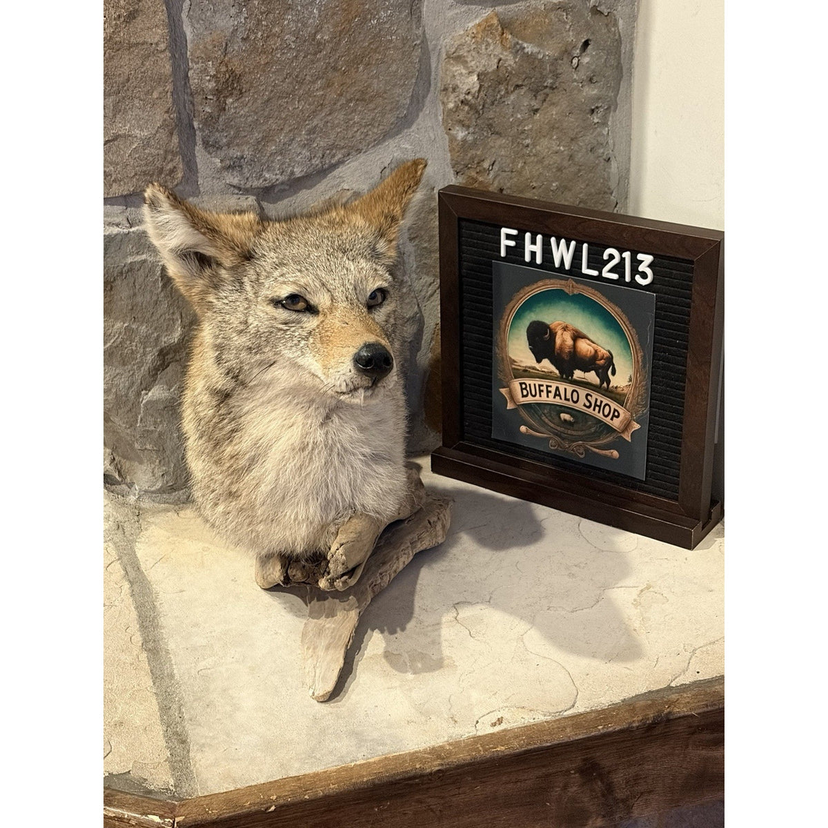 FHWL213 - Coyote Shoulder Museum Quality mount Taxidermy