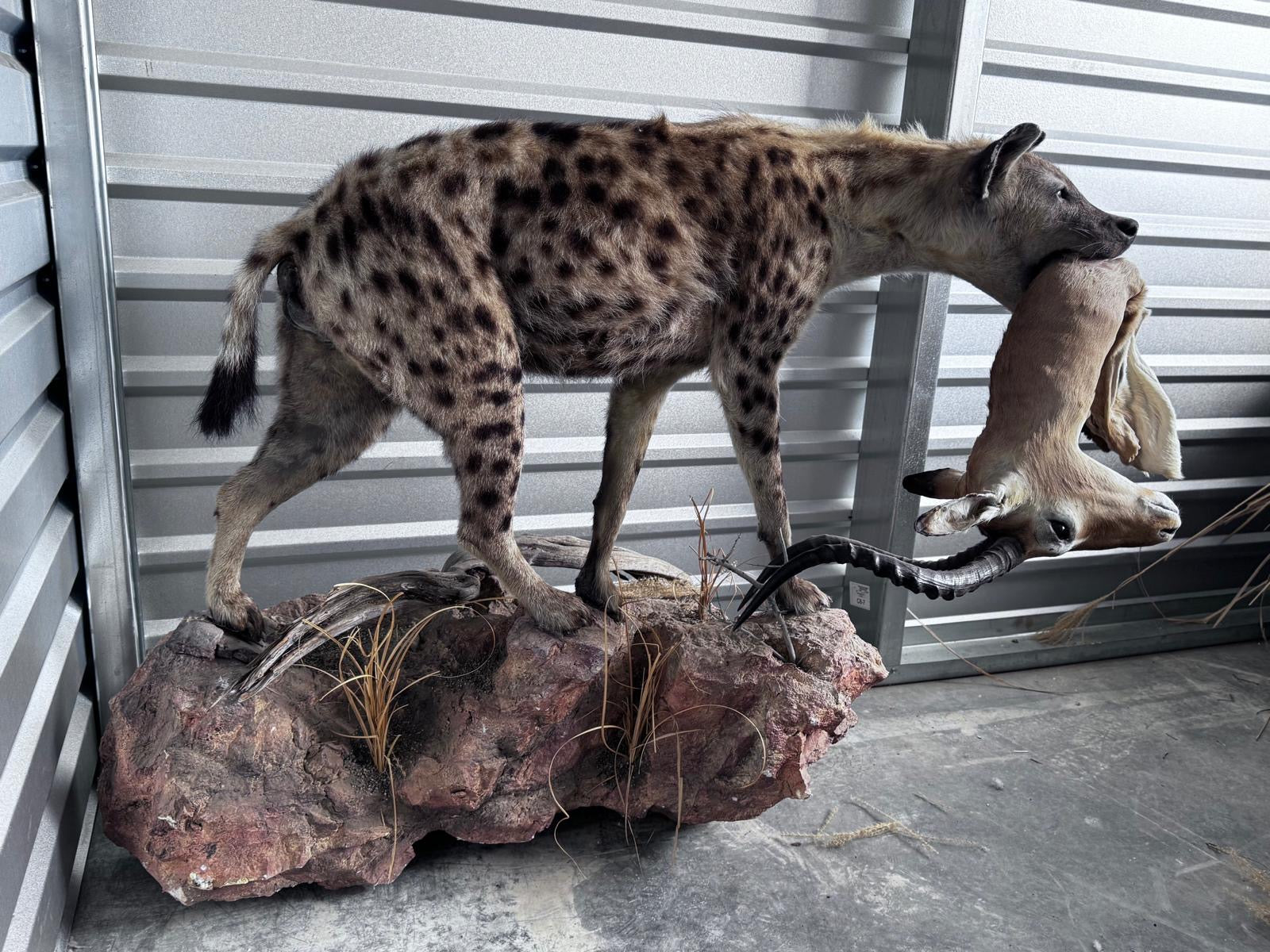 FH163-Spotted Hyena Life-Size Taxidermy African Safari With Prey
