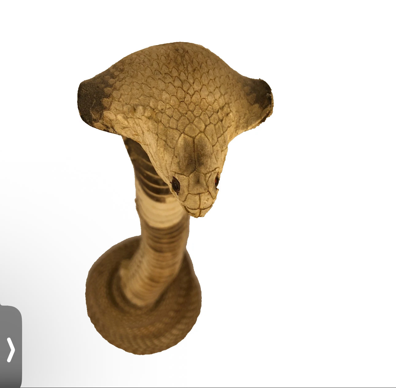 FHEB0814 - Cobra Snake Taxedermy  10.25" Tall Monocled