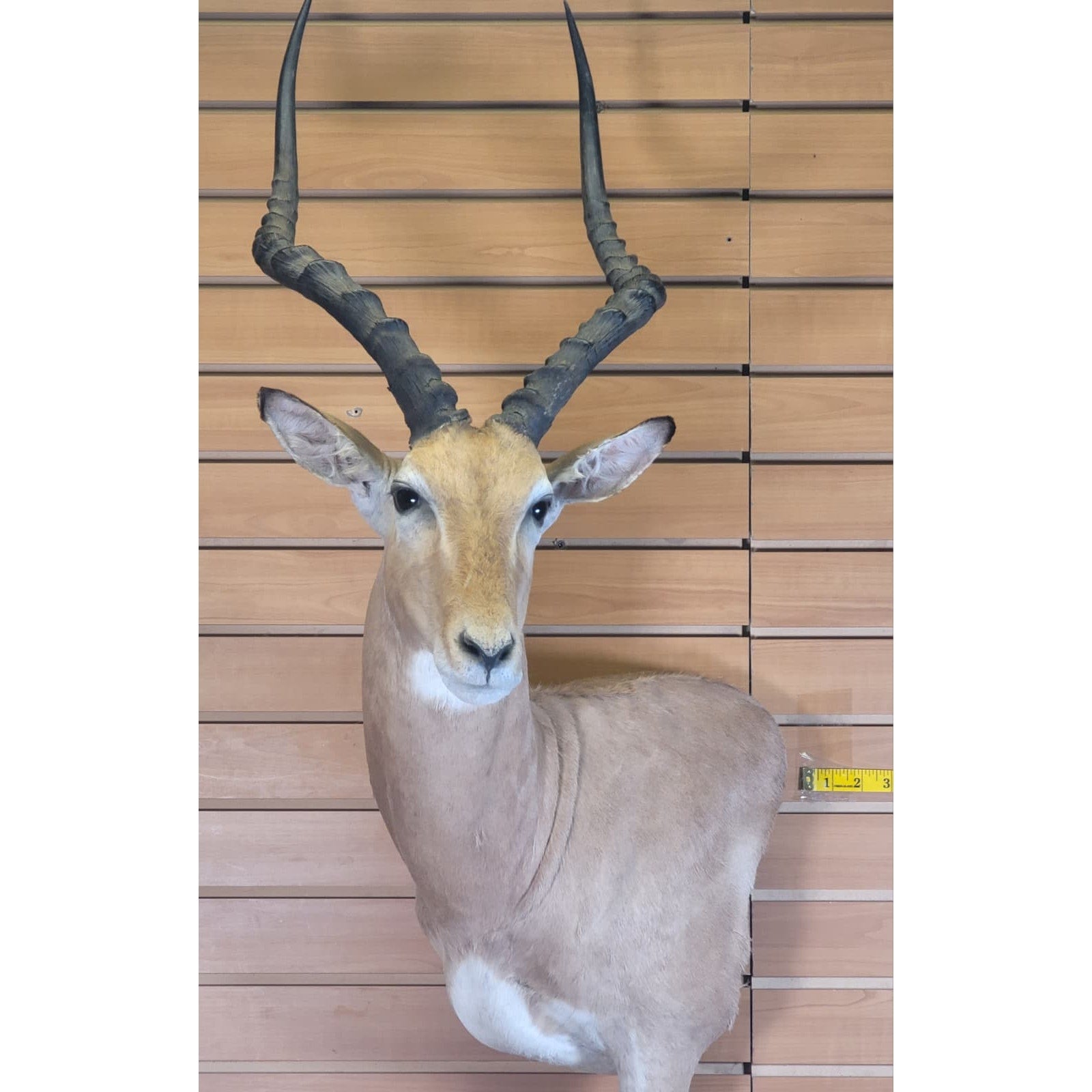 FHFF300 - Impala Head (Aepyceros melampus) – Taxidermy Mount