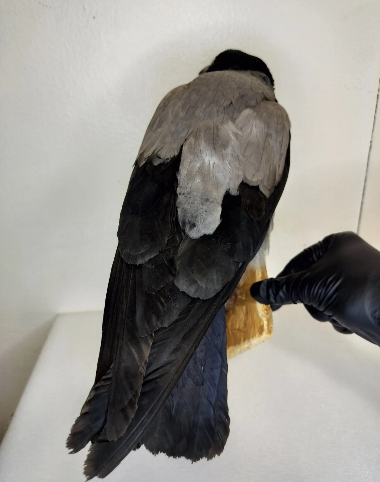 FHBIRD524- Hooded Crow taxidermy mount