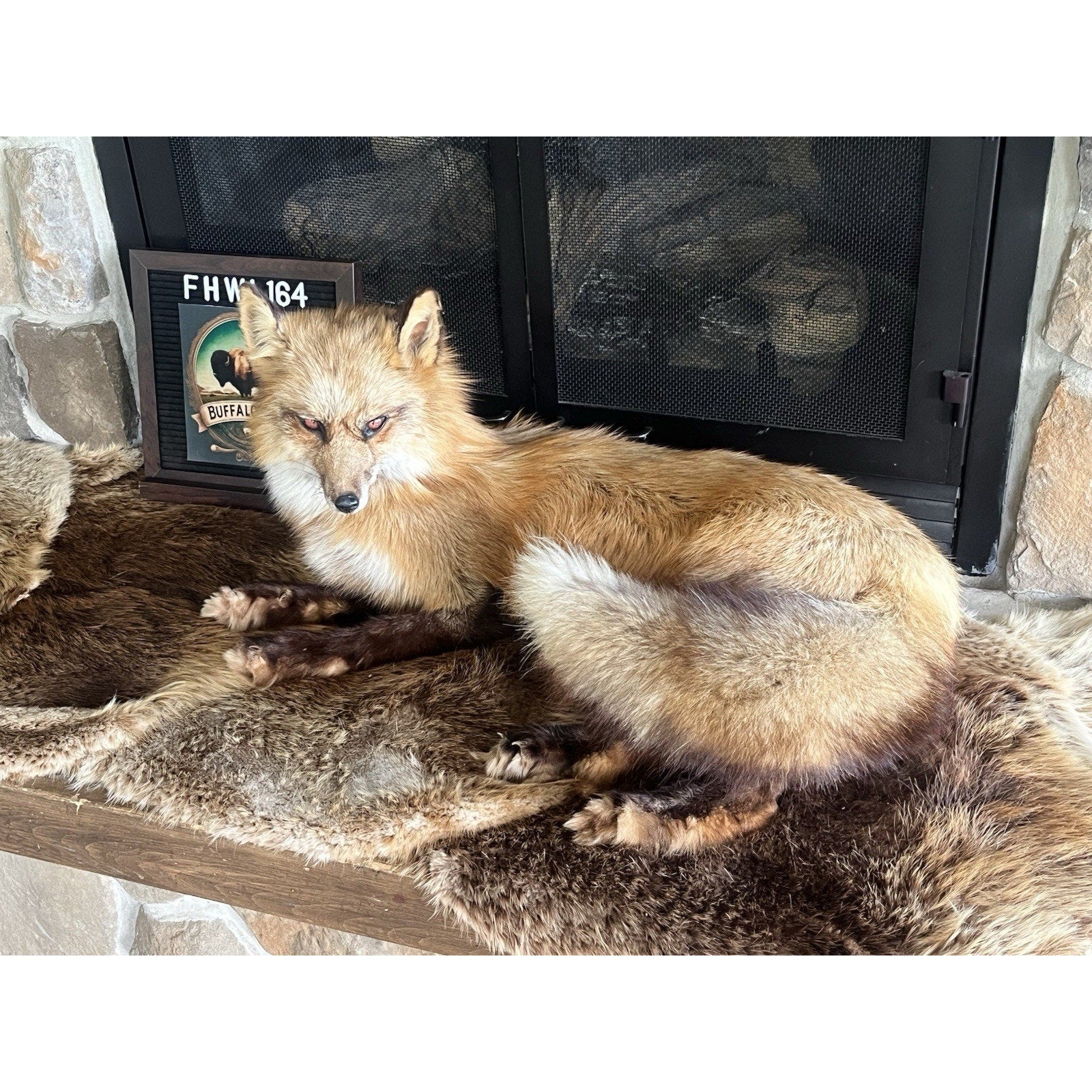 FHWL164 - Museum Quality Red Fox Taxidermy mount