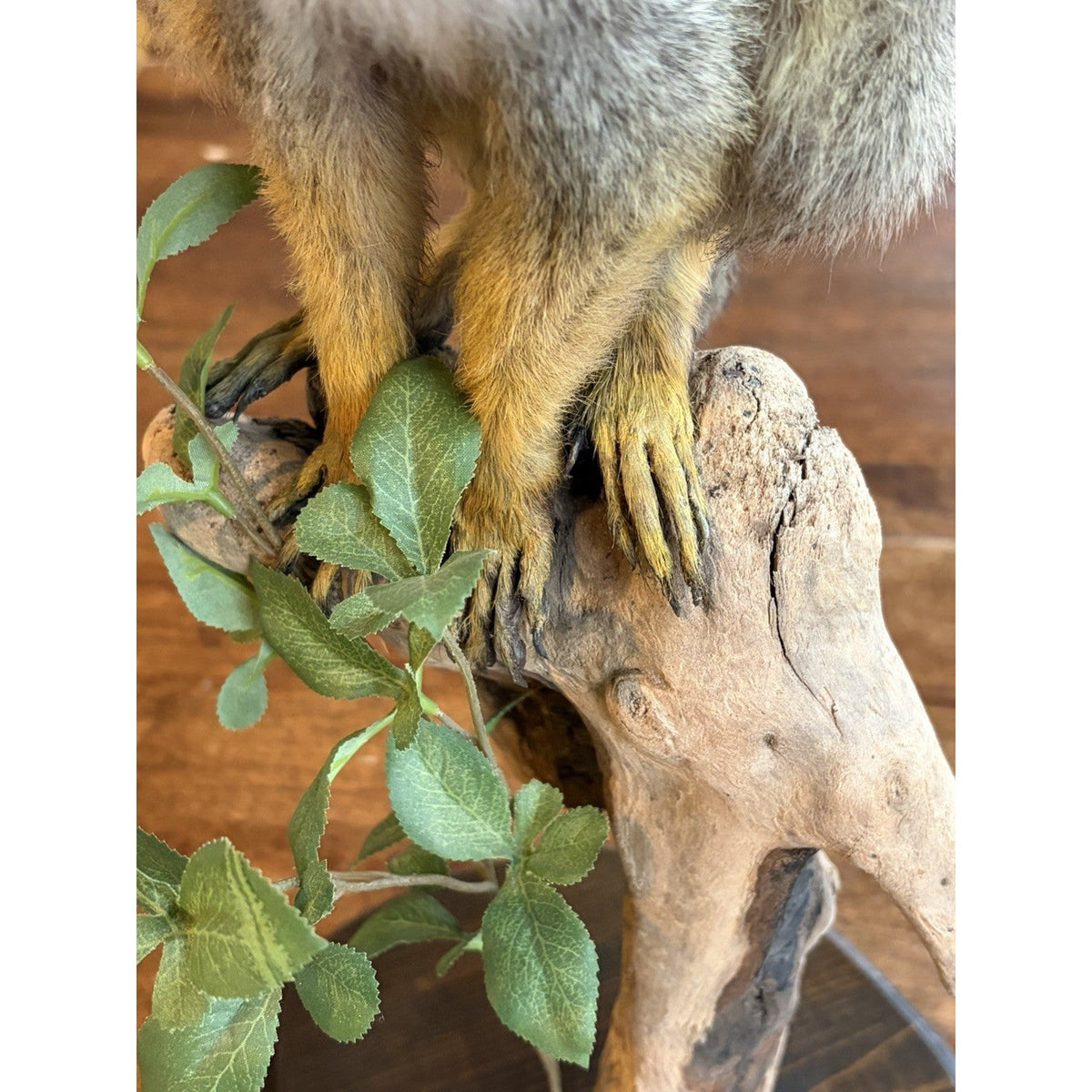 FHWL240 -Squirrel Monkey Taxidermy Mount