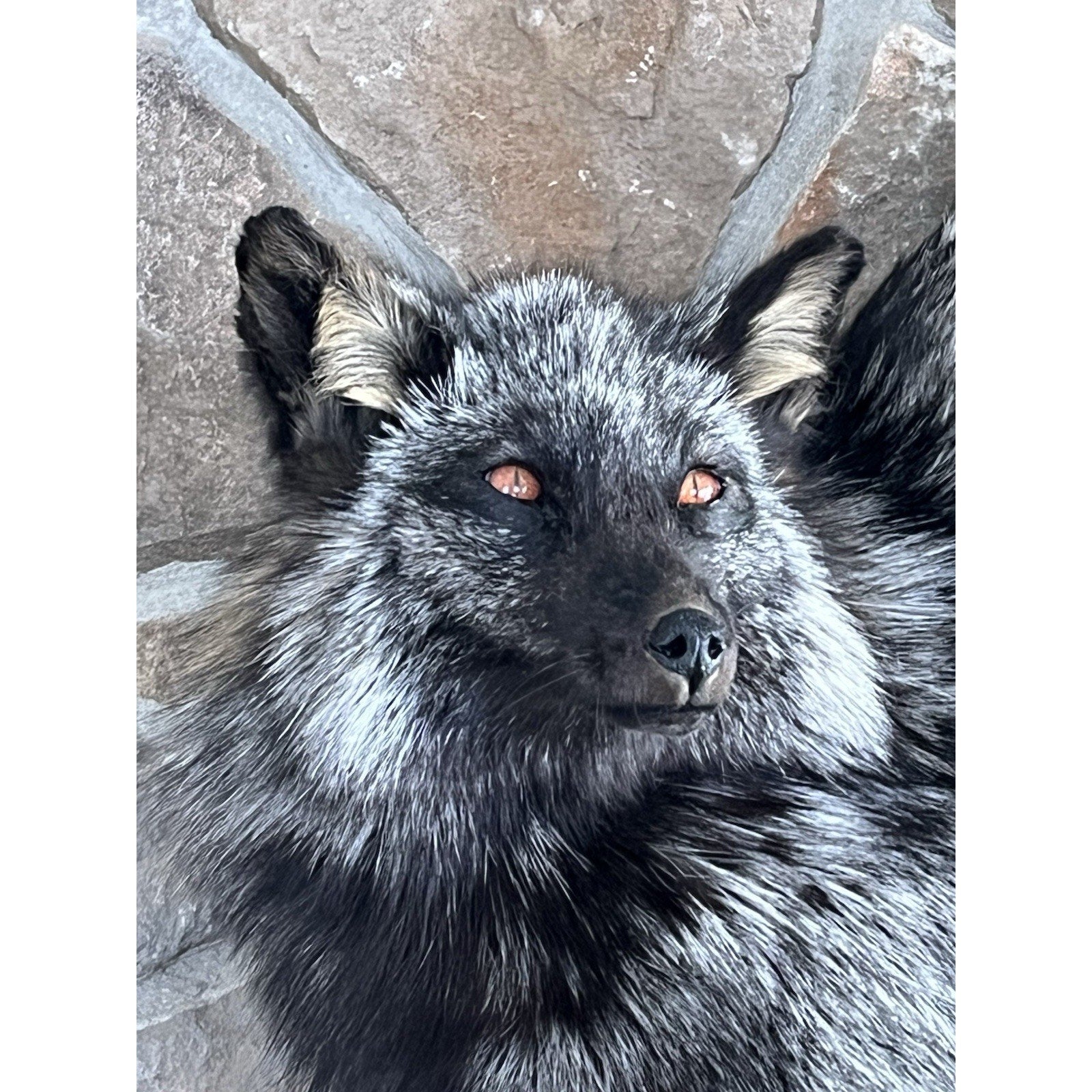 FHWL55 - Massive Silver Fox Taxidermy Full Body Mount