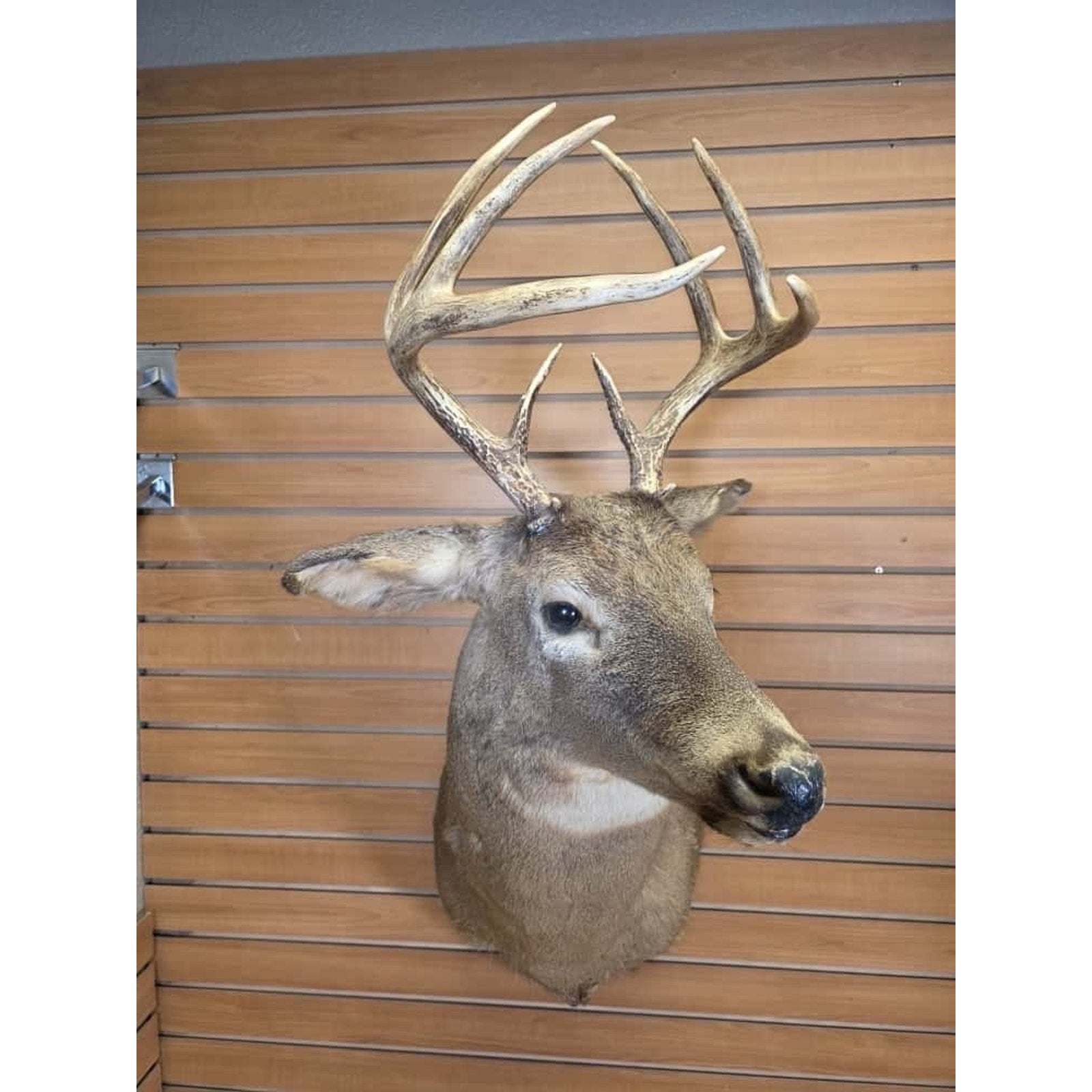 FHMN13- Whitetail Deer Real Antler Deer Taxidermy Mount
