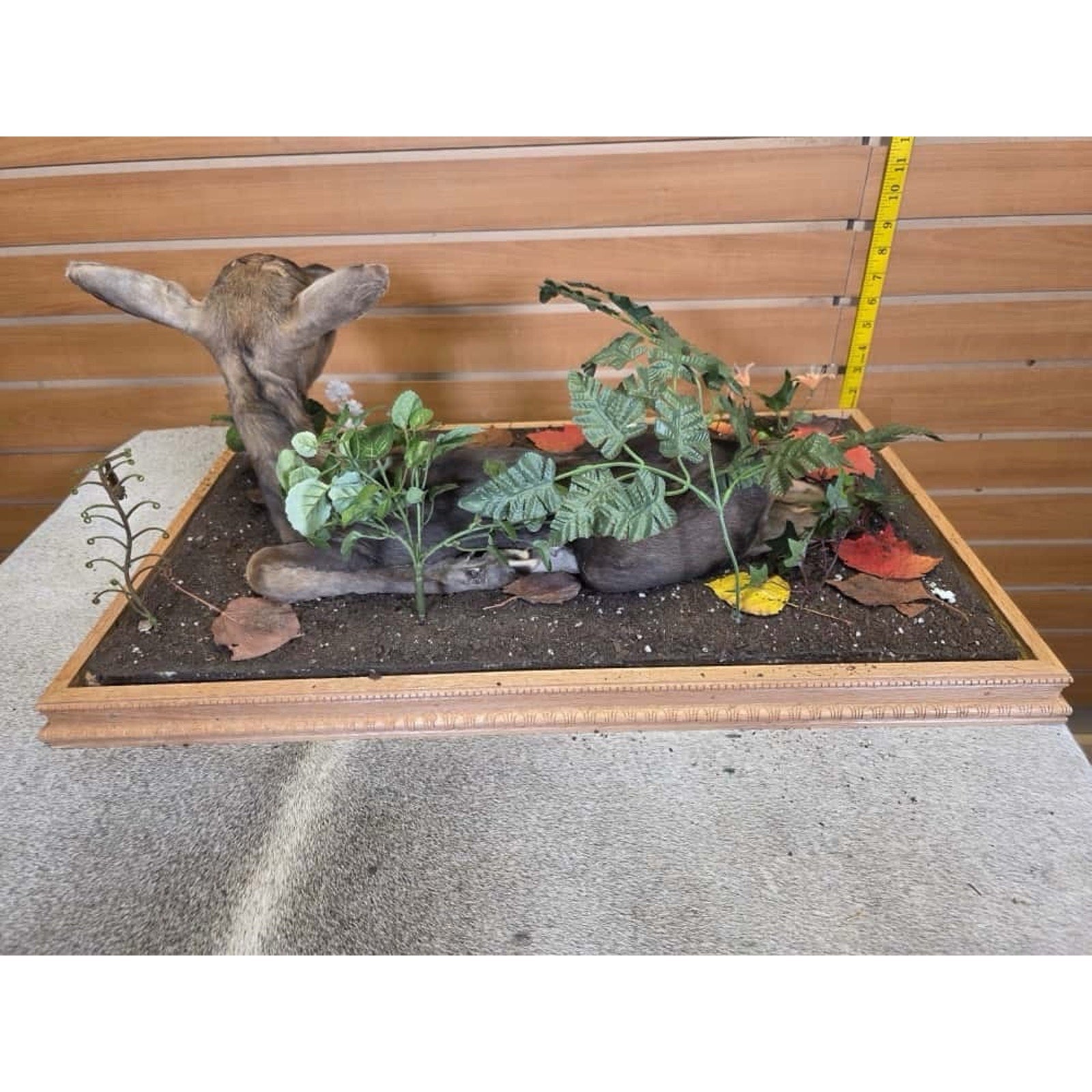 FHCM20 - Baby Moose Calf Full Body Taxidermy Mount